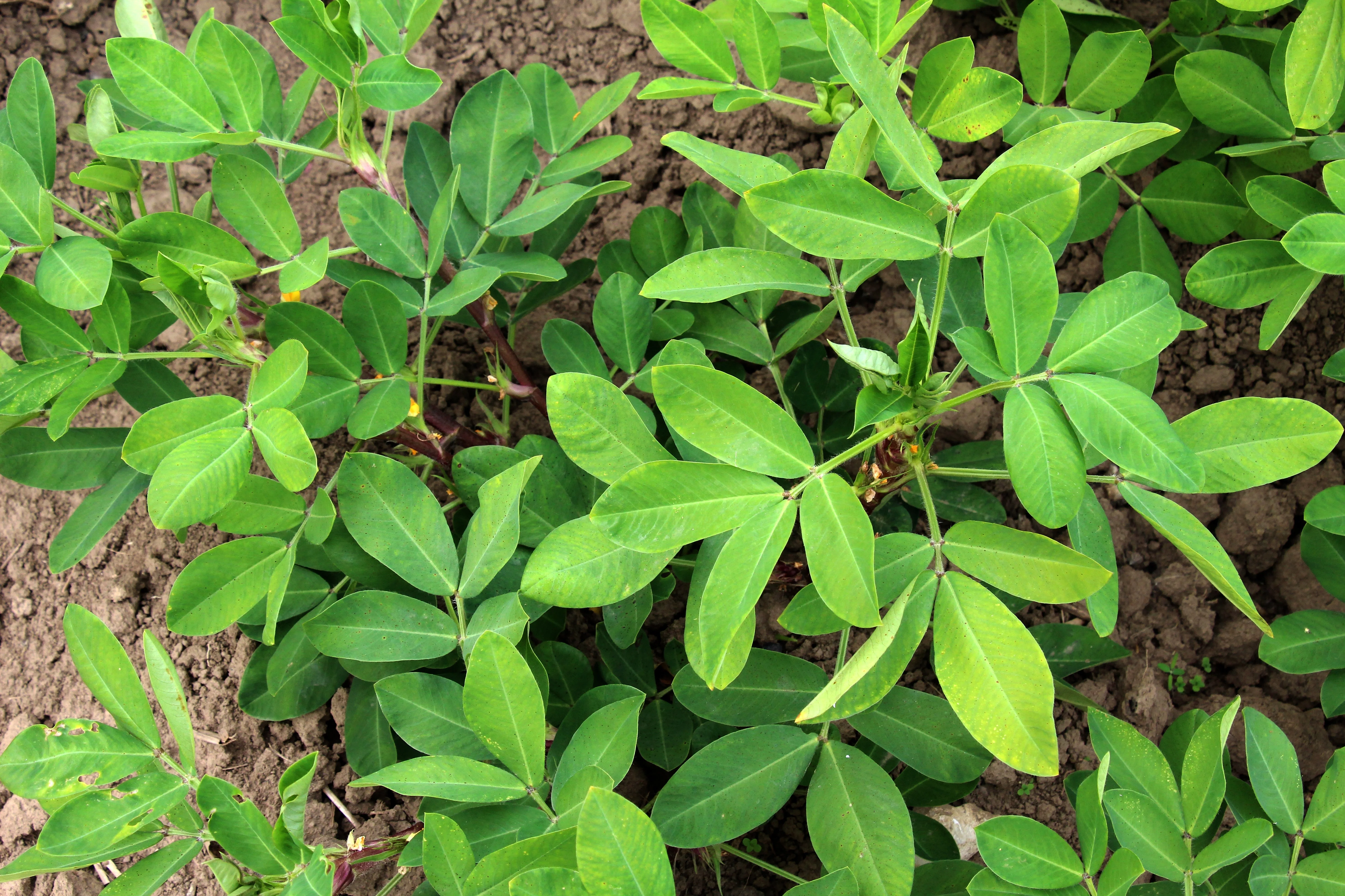 15 Seeds TENNESSEE RED PEANUT Valencia Arachis Hypogaea Perennial Nut Plant - Image 7