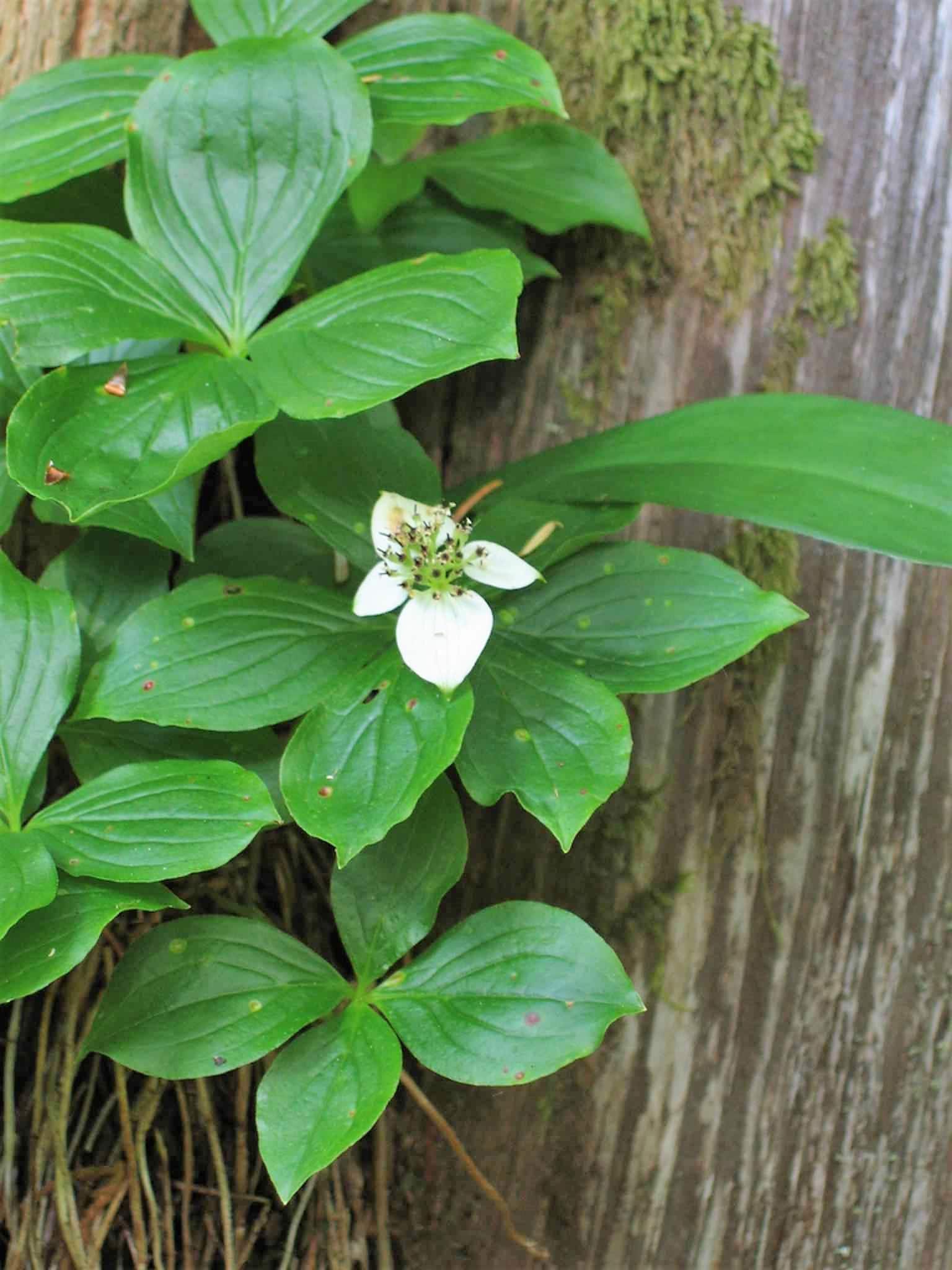 15 WESTERN BUNCHBERRY Alaskan Dogwood Canadian Cornus Unalaschkensis White Sun or Shade Groundcover Flower Edible Red Berry Herb Seeds - Image 3