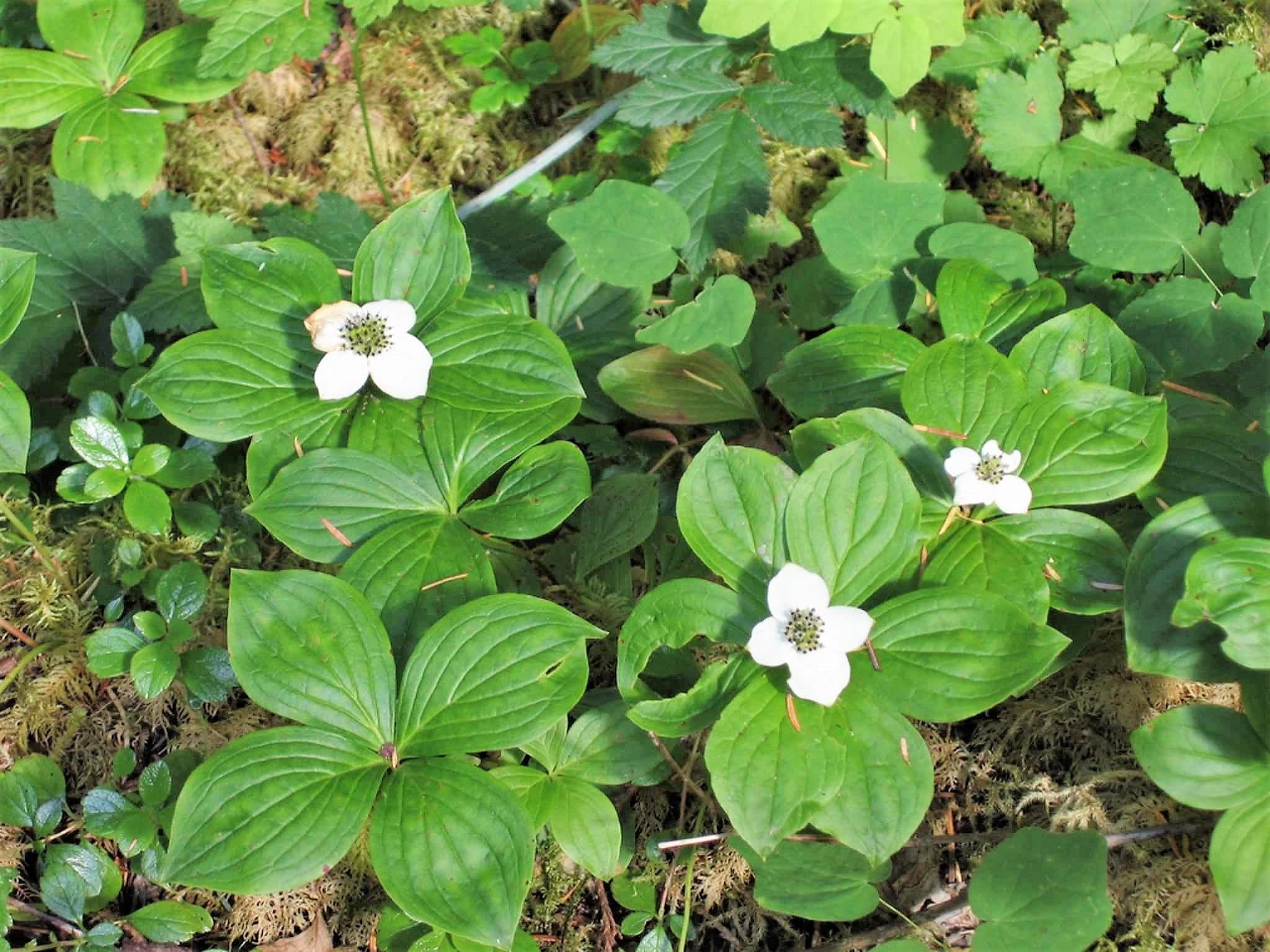 15 WESTERN BUNCHBERRY Alaskan Dogwood Canadian Cornus Unalaschkensis White Sun or Shade Groundcover Flower Edible Red Berry Herb Seeds - Image 8