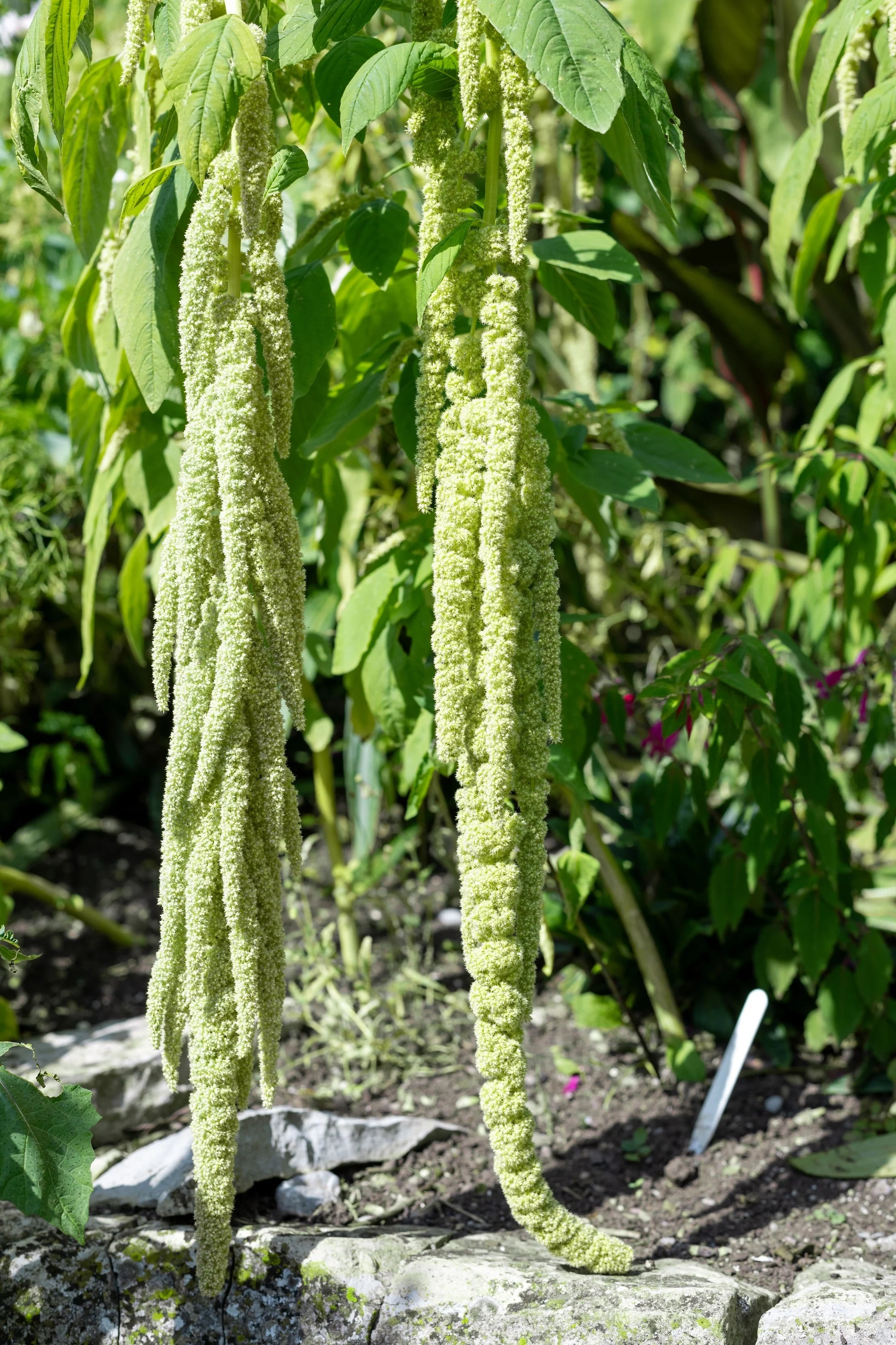 150 AMARANTHUS GREEN TAILS Amaranthus Caudatus Flower Seeds - Image 7