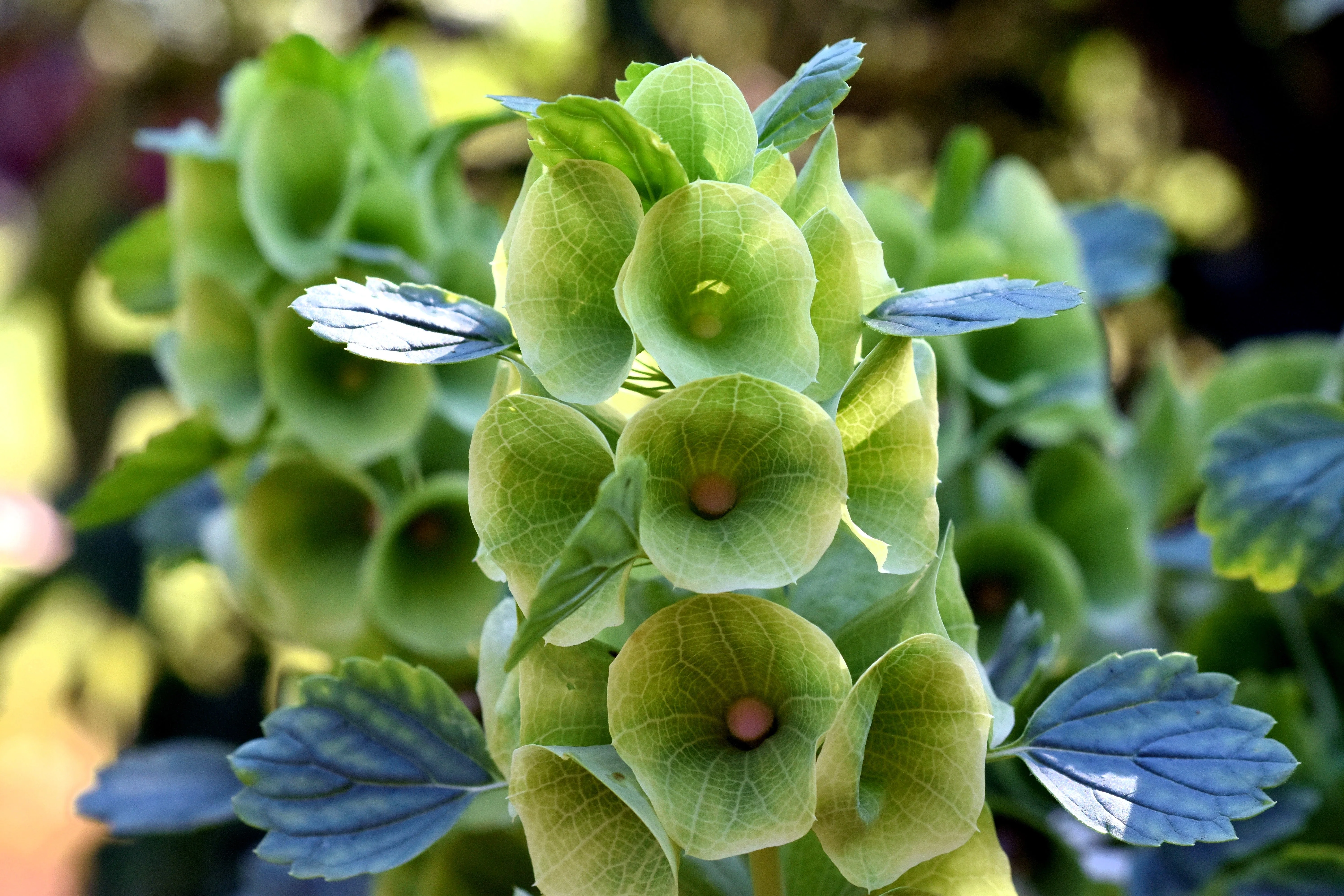 150 BELLS OF IRELAND ( Lady In The Bathtub / Shell Flower ) Moluccella Laevis Green Flower Seeds - Image 7