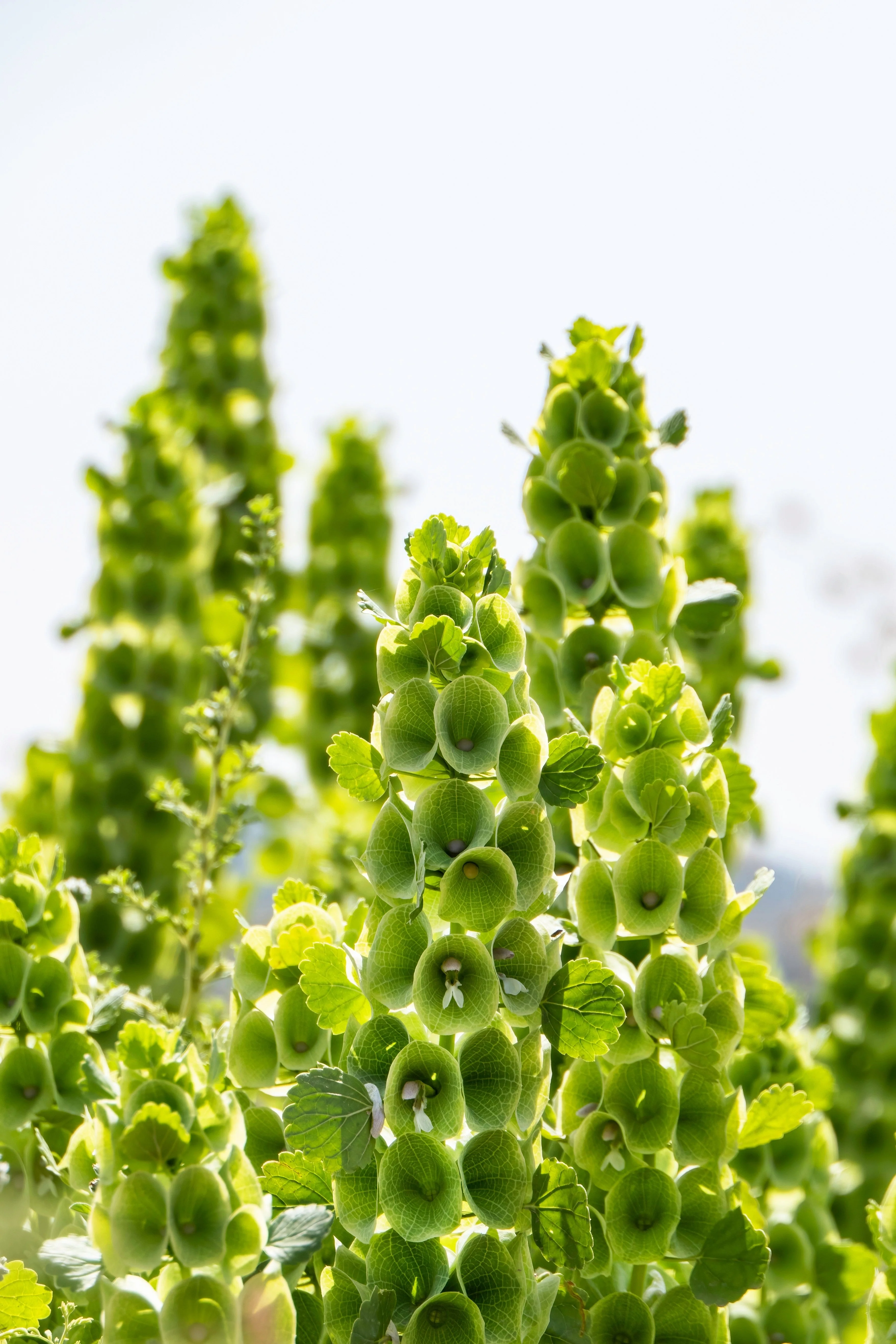 150 BELLS OF IRELAND ( Lady In The Bathtub / Shell Flower ) Moluccella Laevis Green Flower Seeds - Image 8