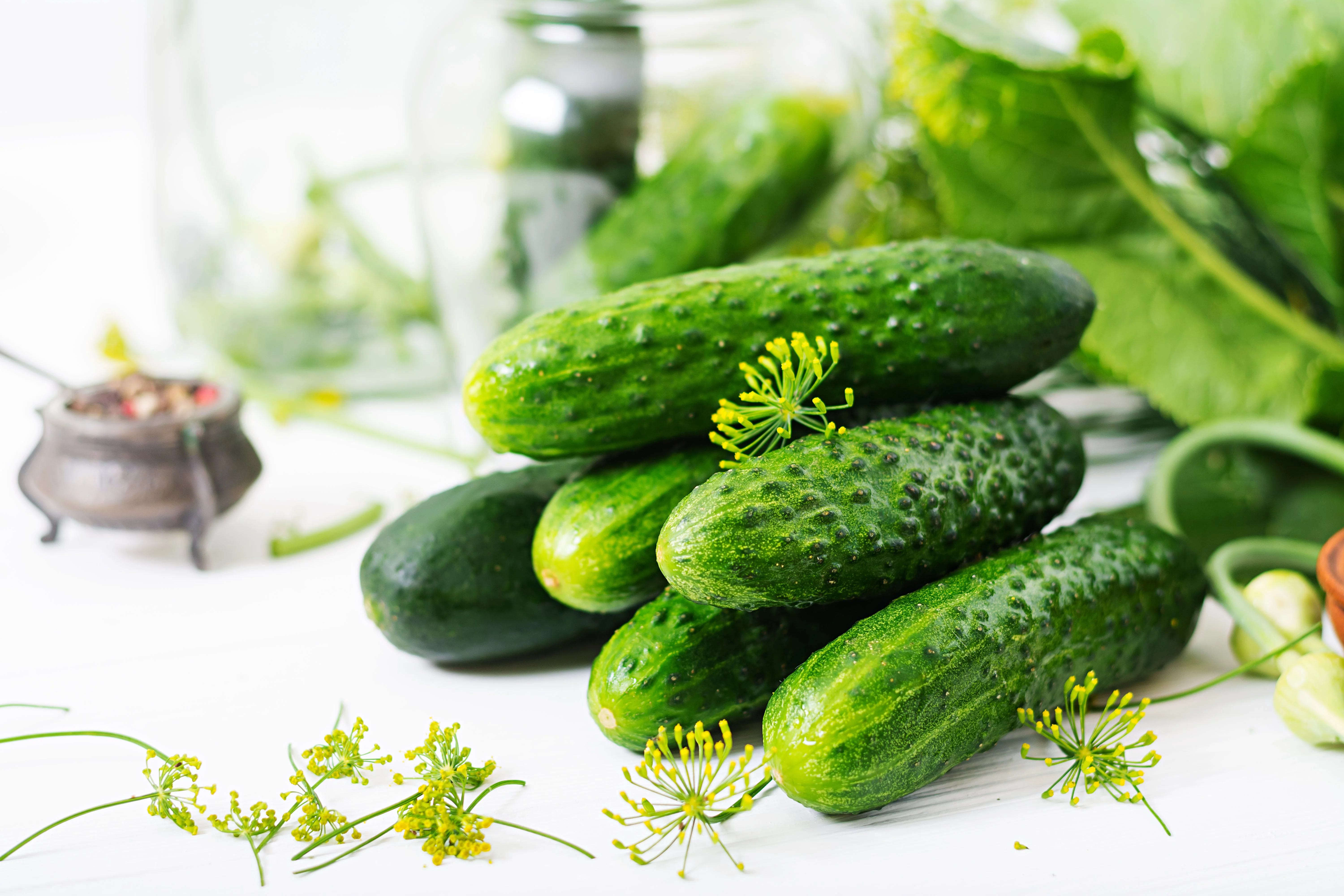150 BOSTON PICKLING CUCUMBER Heirloom Cucumis Sativus Fruit Vegetable Seeds - Image 5