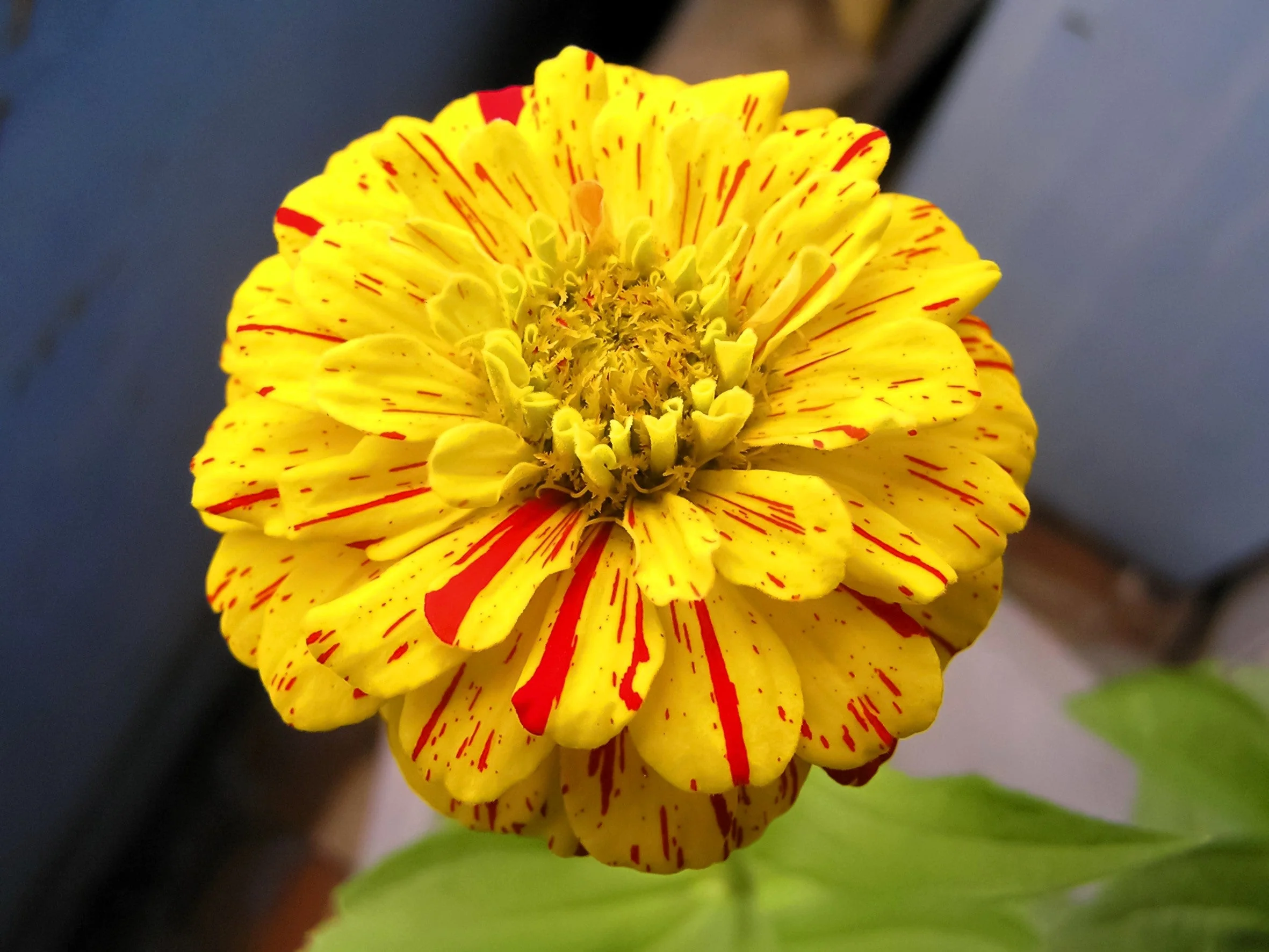 150 CANDY STRIPE ZINNIA Mix Elegans Flower Seeds Mixed Colors with Red Stripes - Image 2