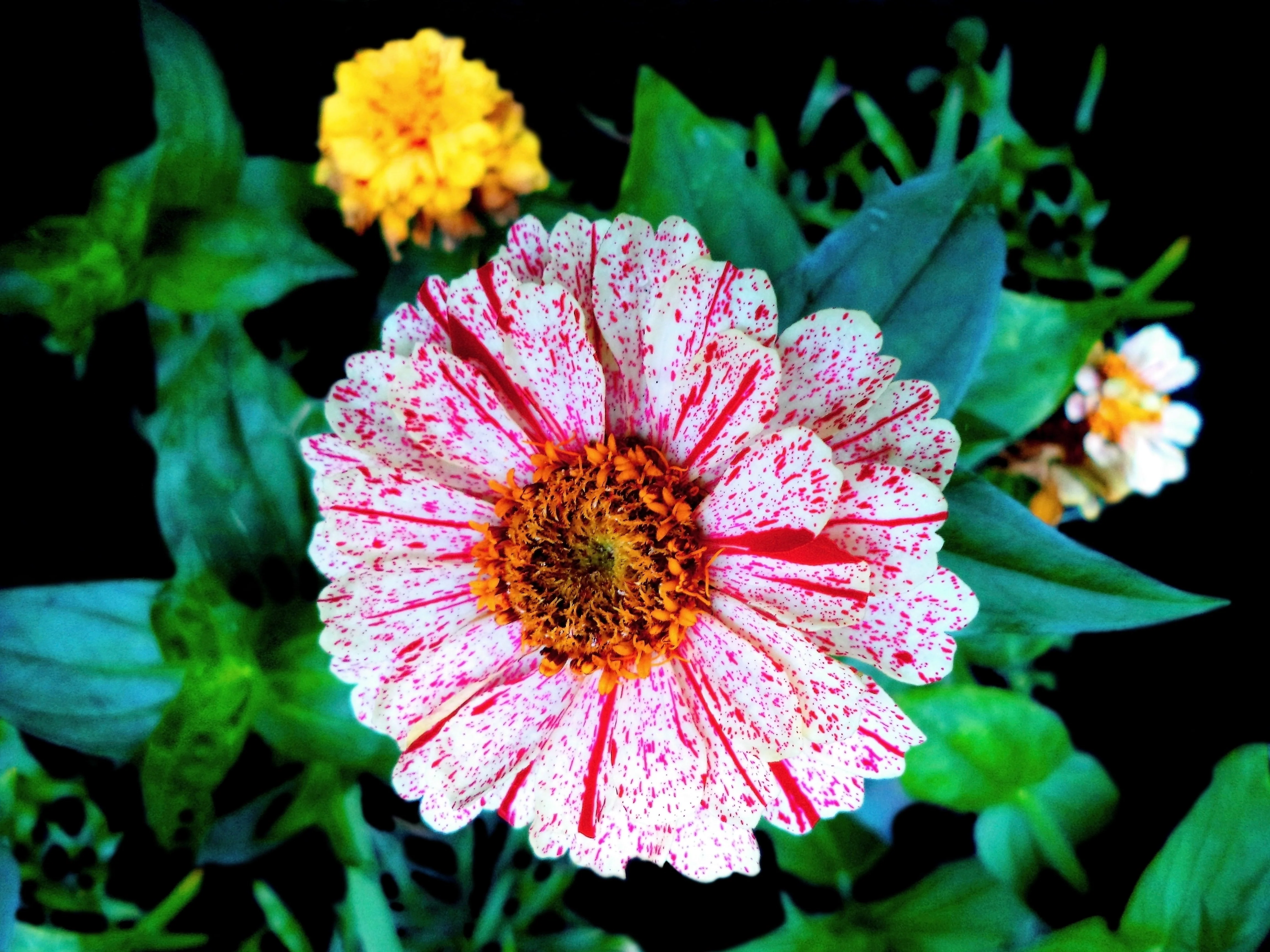 150 CANDY STRIPE ZINNIA Mix Elegans Flower Seeds Mixed Colors with Red Stripes - Image 4