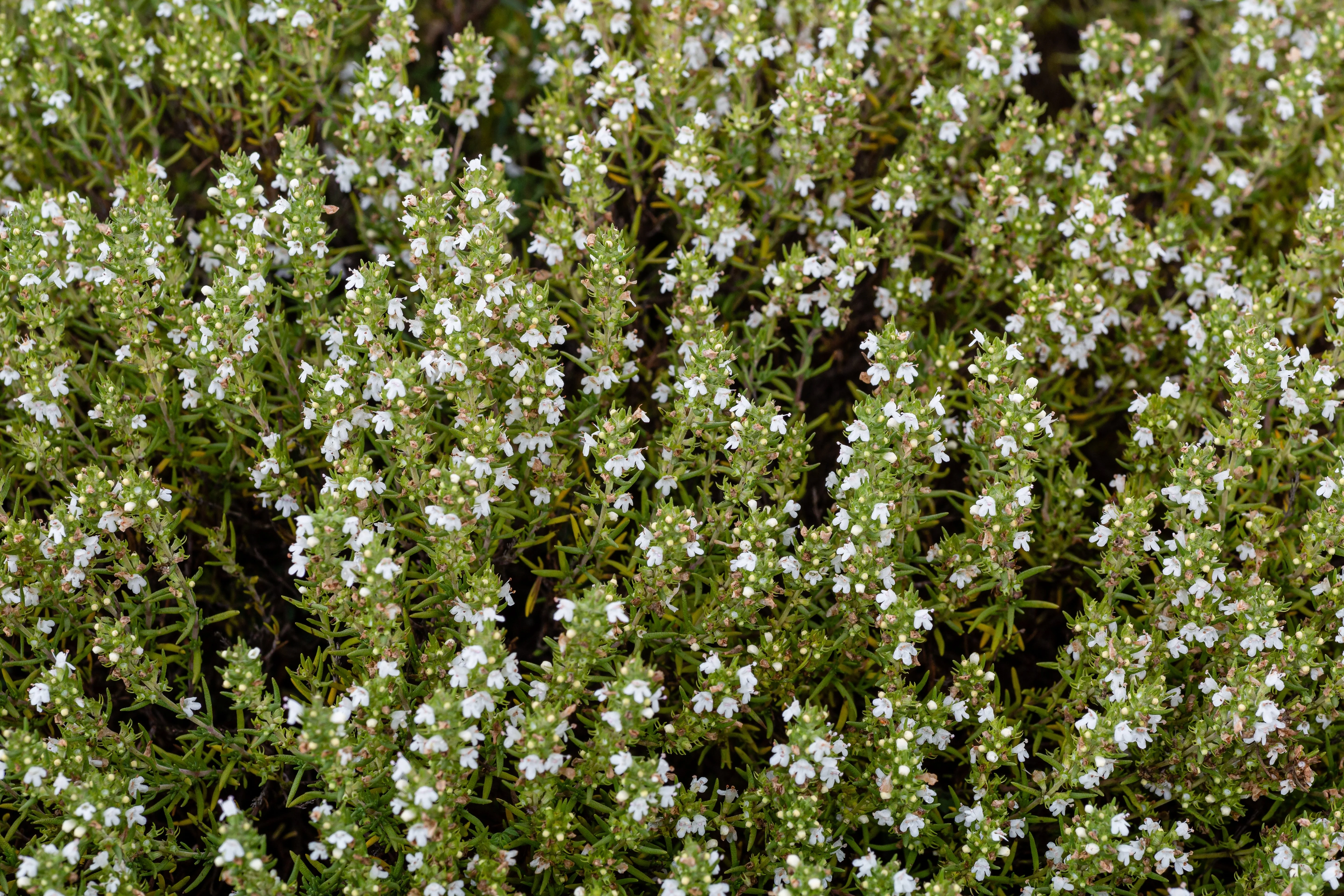 150 Creeping WINTER SAVORY Satureja Montana Herb Pink Flower Seeds - Image 6
