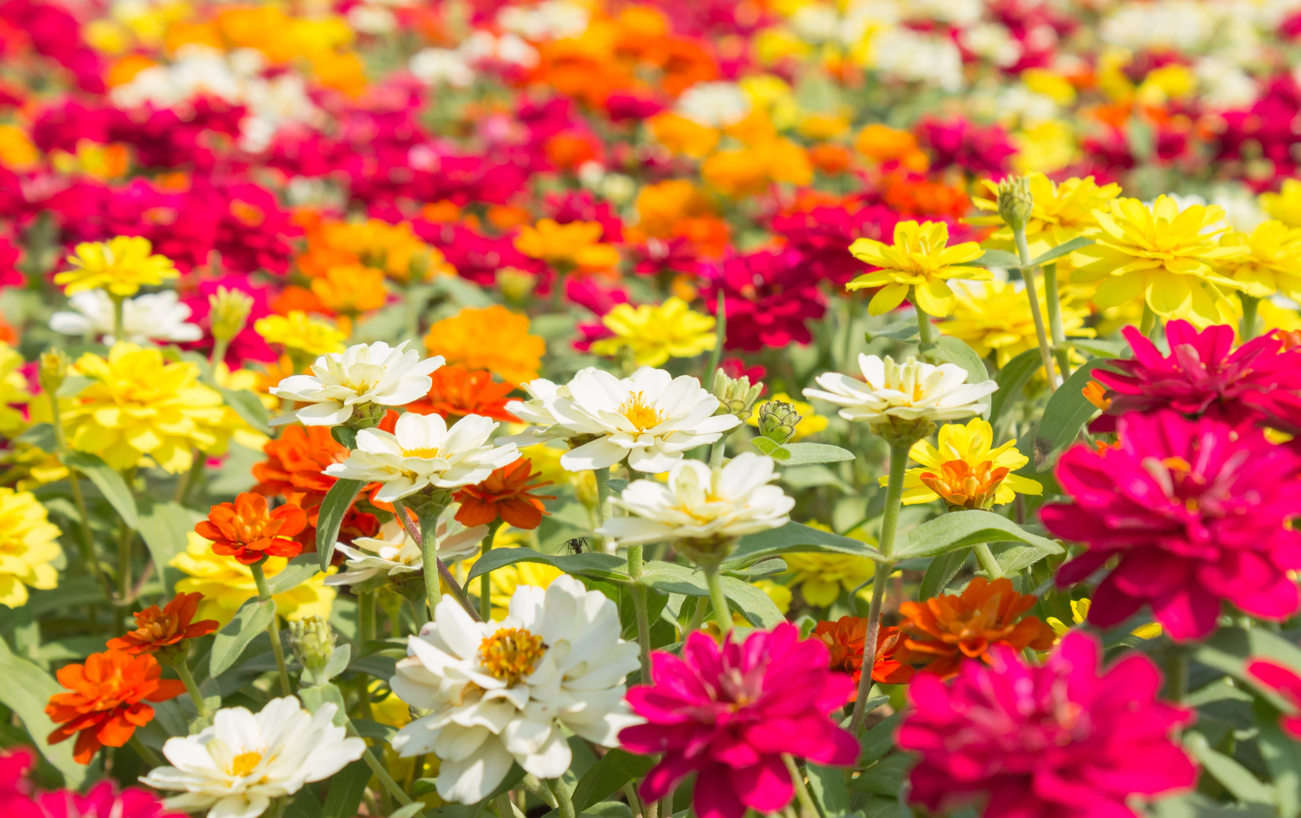 150 DWARF THUMBELINA ZINNIA Elegans Mixed Colors Flower Seeds - Image 2