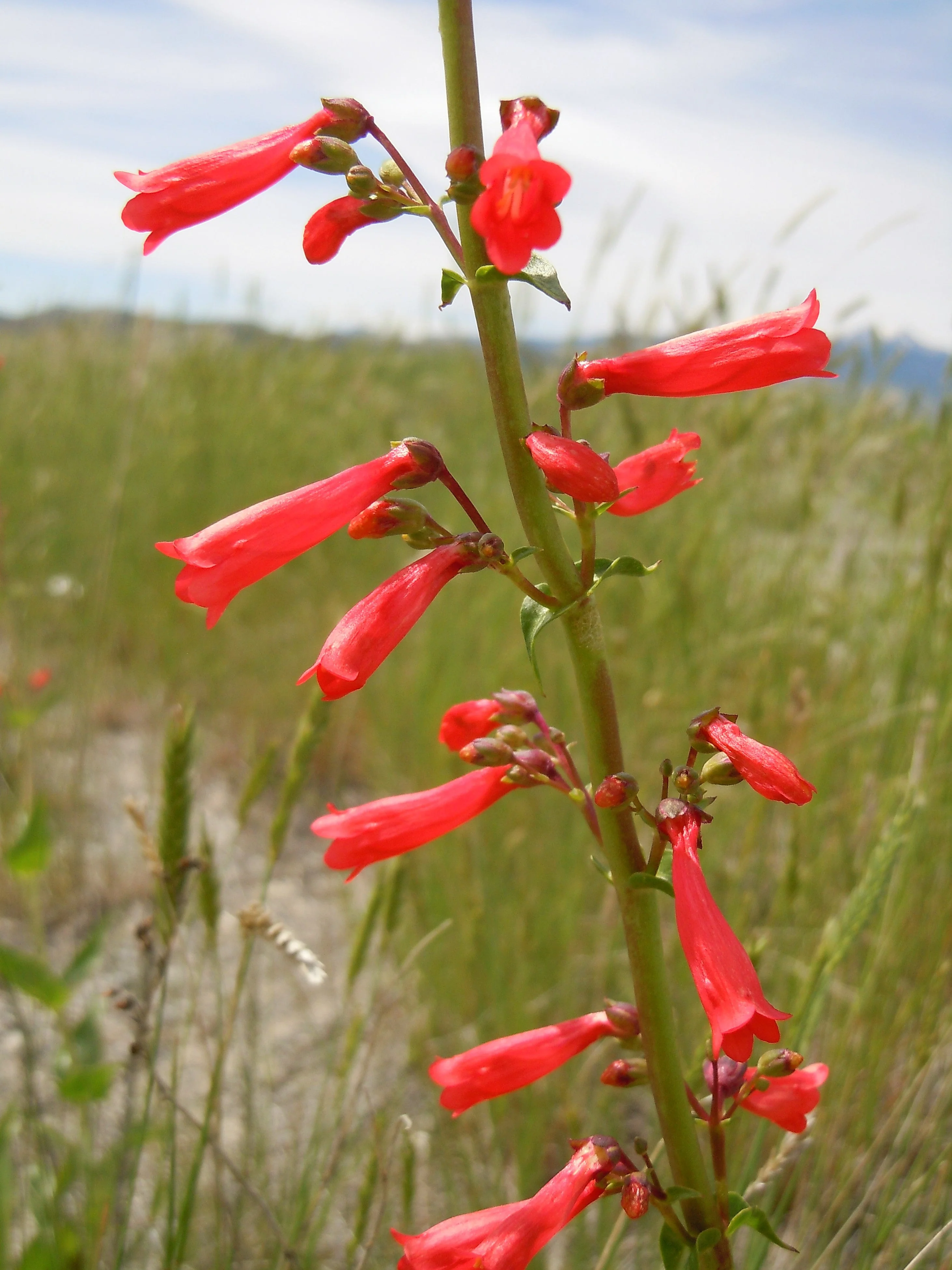 150 Eatons RED FIRECRACKER PENSTEMON Eatonii Native Hummingbird Flower Seeds - Image 7