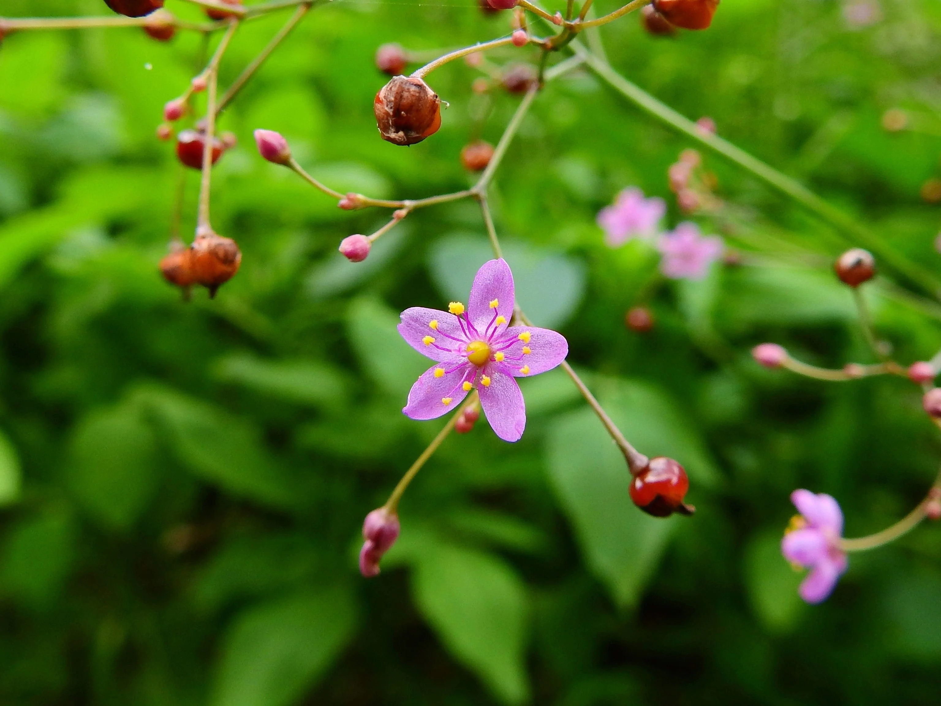 150 FAME FLOWER Jewels of Opar Talinum Paniculatum Portulaca Patens Fameflower Vegetable Leaf Seeds - Image 5