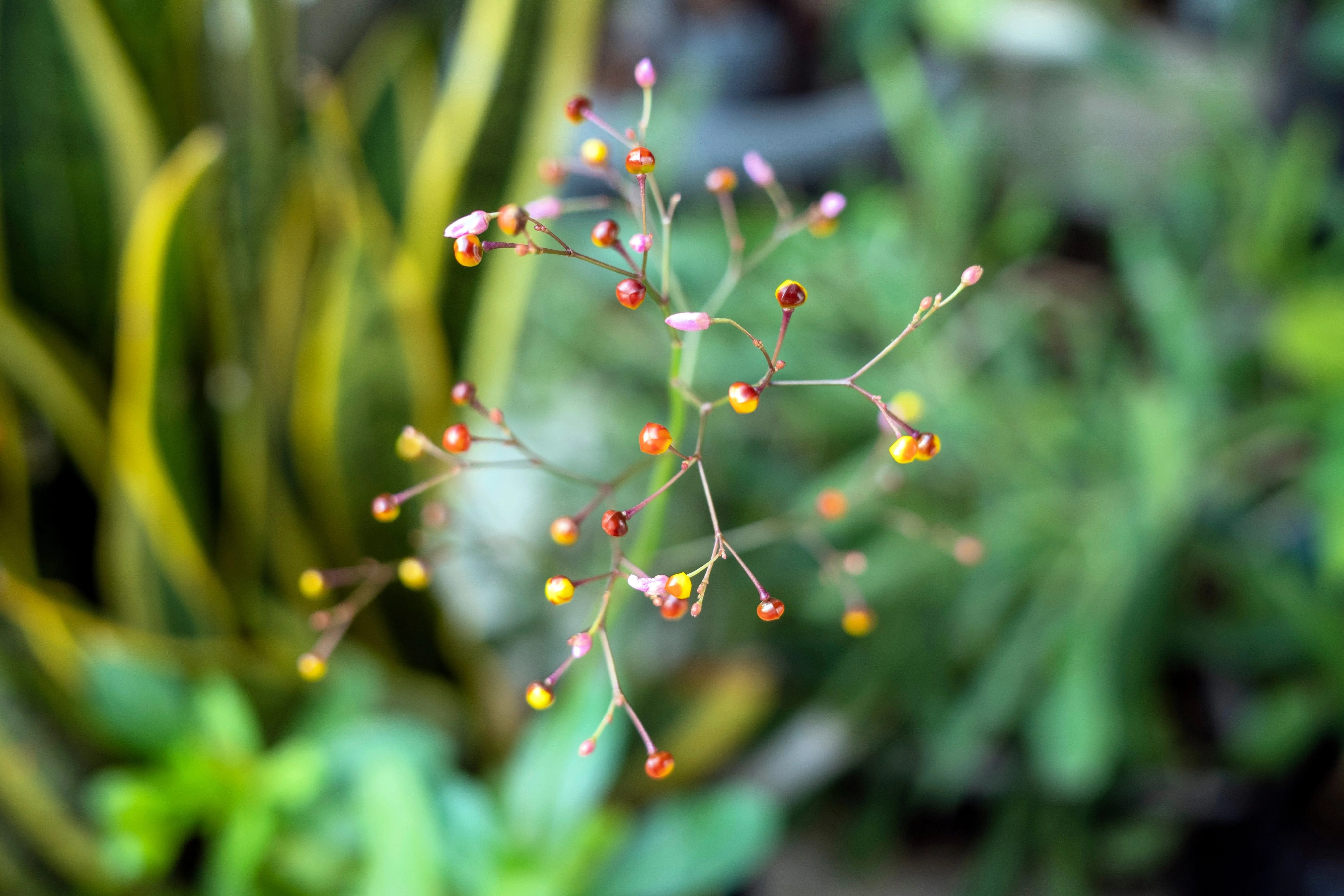 150 FAME FLOWER Jewels of Opar Talinum Paniculatum Portulaca Patens Fameflower Vegetable Leaf Seeds - Image 8