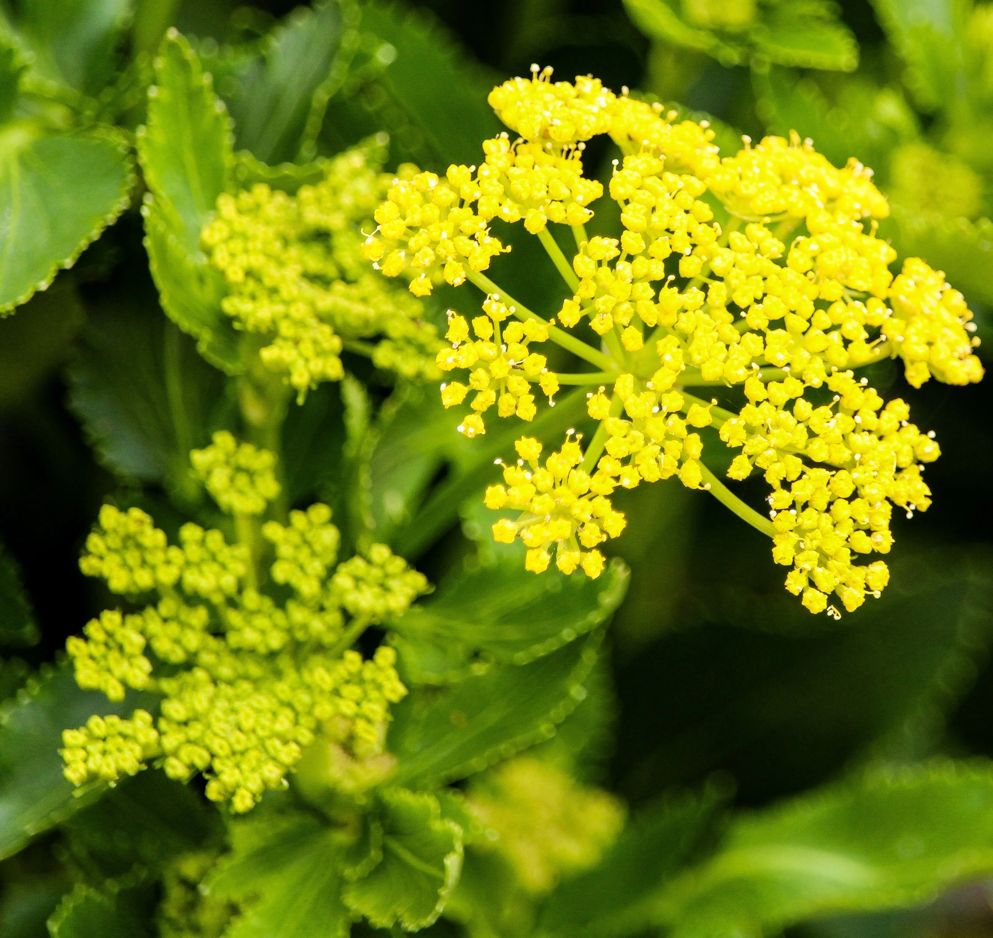 150 GOLDEN ALEXANDER (Golden Zizia / Meadow Zizia) Zizia Aurea Flower Seeds - Image 2