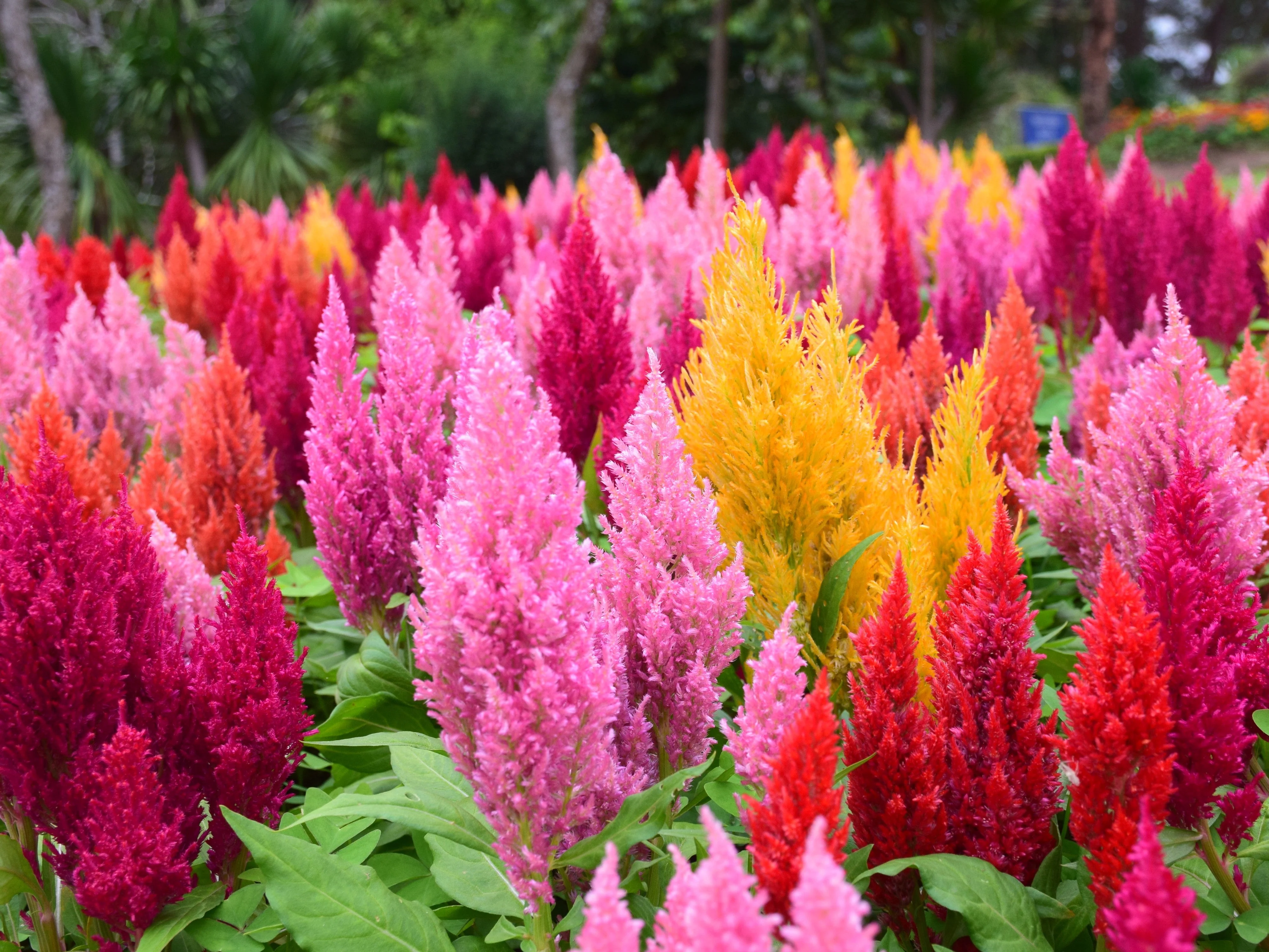 150 Mixed PAMPAS PLUMES COCKSCOMB Celosia Plumosa Flower Seeds - Image 5