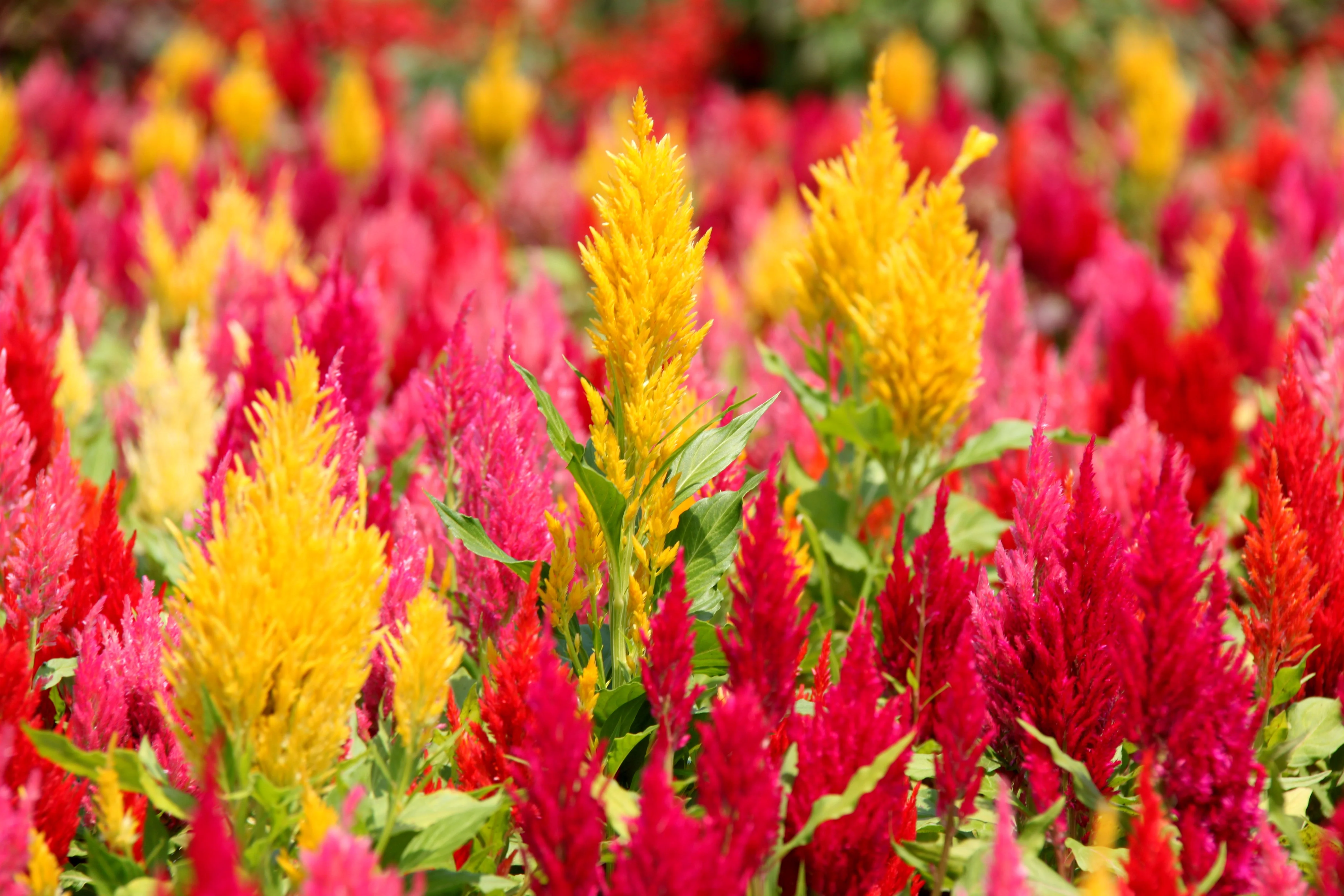 150 Mixed PAMPAS PLUMES COCKSCOMB Celosia Plumosa Flower Seeds - Image 6