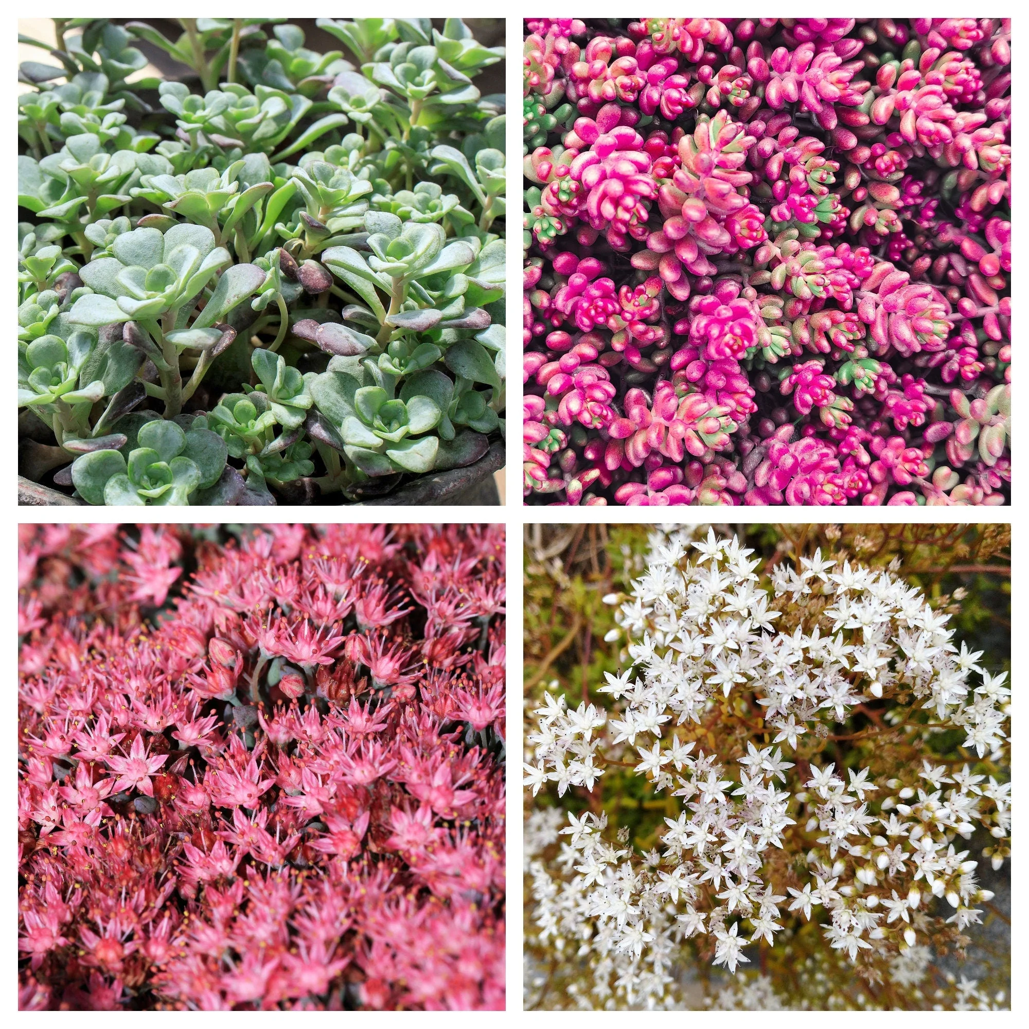 150 MIXED SEDUM Stonecrop Succulent Groundcover Red White Yellow Pink Purple Flower Seeds - Image 11