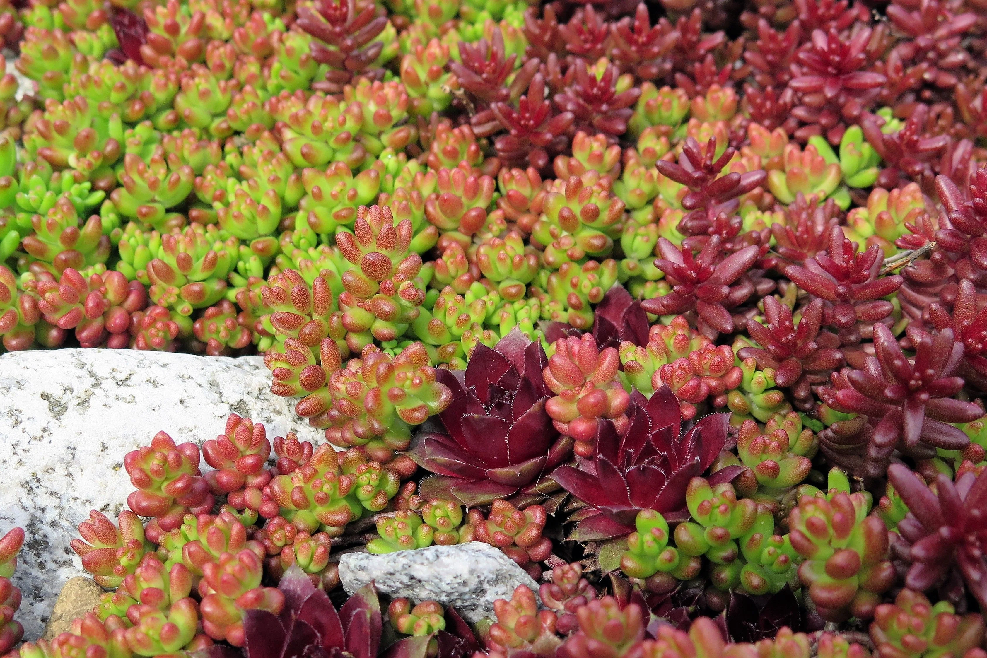 150 MIXED SEDUM Stonecrop Succulent Groundcover Red White Yellow Pink Purple Flower Seeds - Image 12