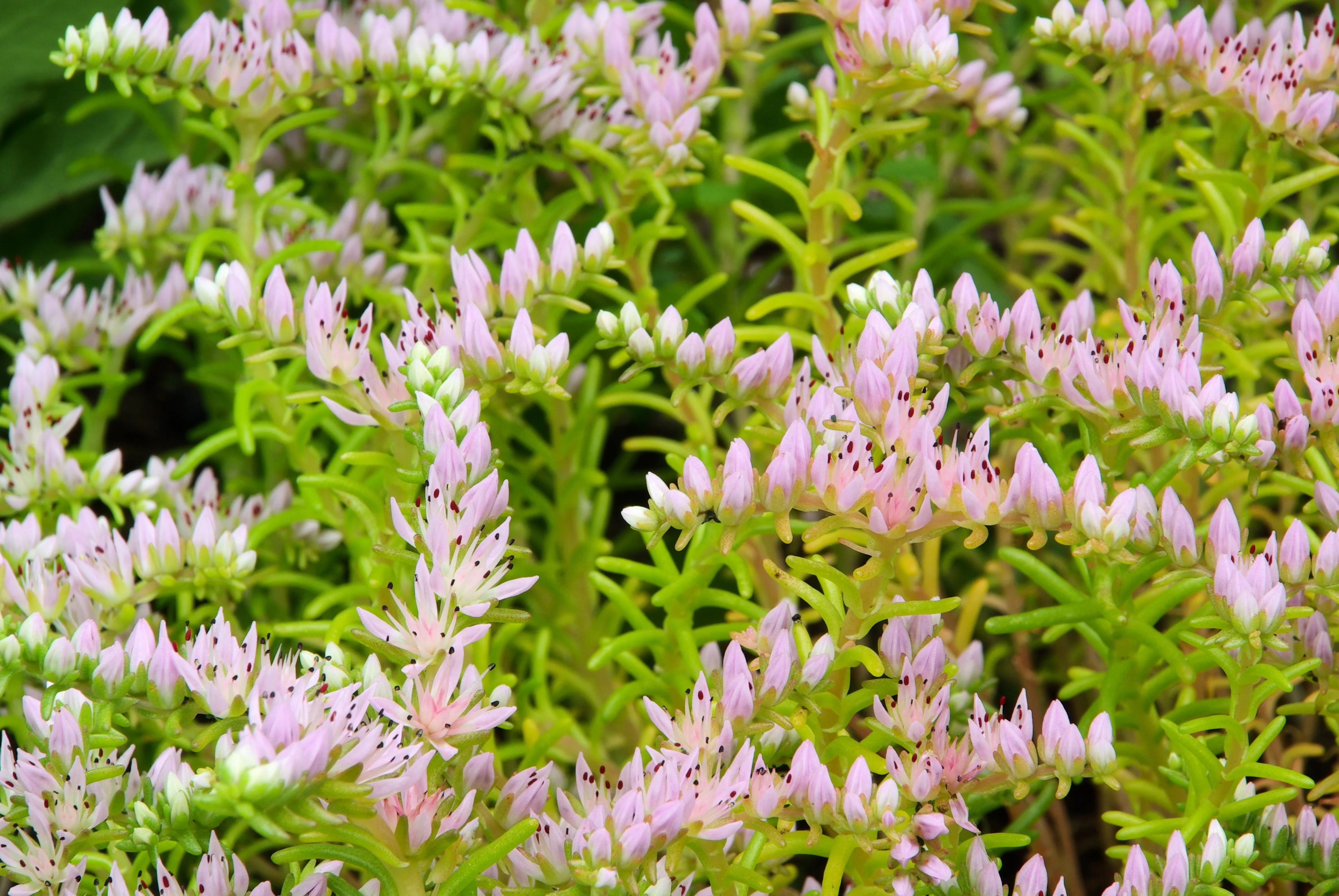 150 MIXED SEDUM Stonecrop Succulent Groundcover Red White Yellow Pink Purple Flower Seeds - Image 13
