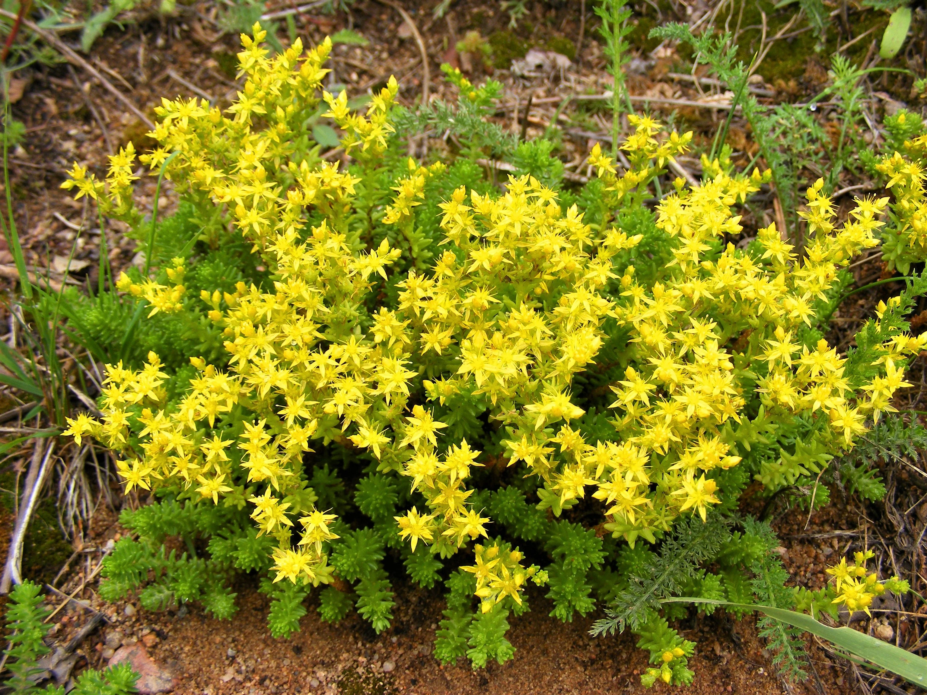 150 MIXED SEDUM Stonecrop Succulent Groundcover Red White Yellow Pink Purple Flower Seeds - Image 18
