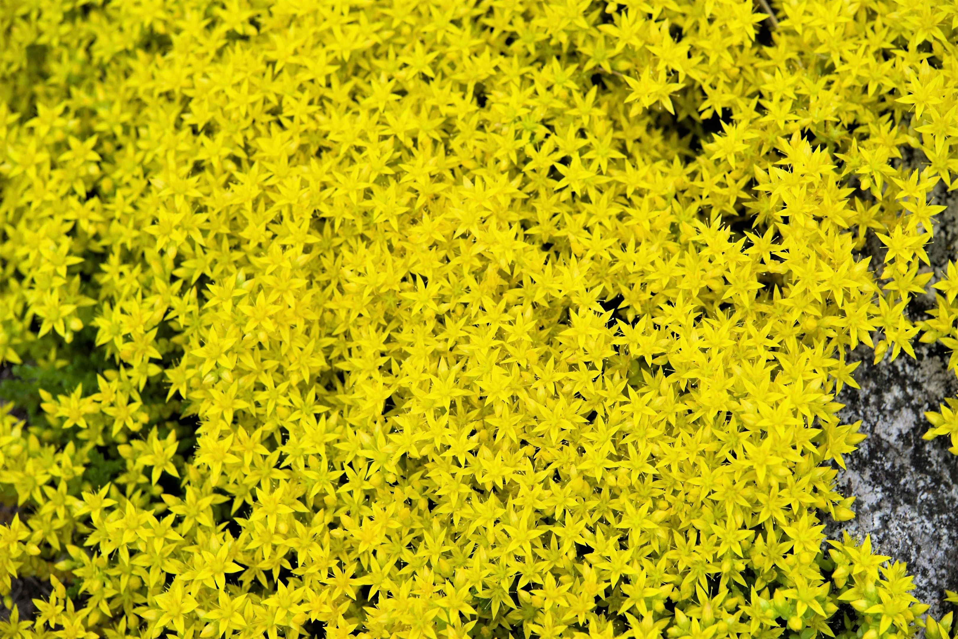 150 MIXED SEDUM Stonecrop Succulent Groundcover Red White Yellow Pink Purple Flower Seeds - Image 22