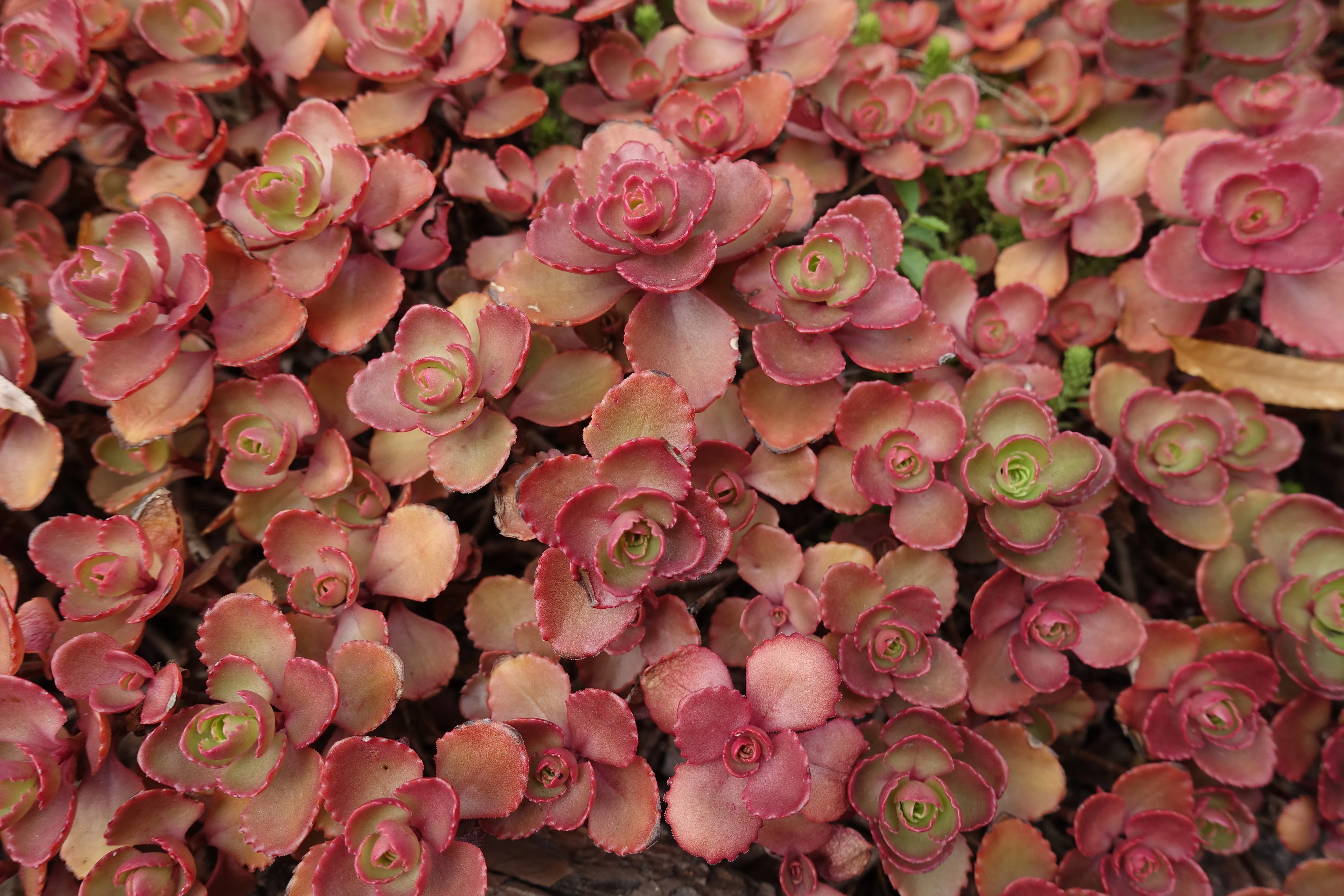 150 MIXED SEDUM Stonecrop Succulent Groundcover Red White Yellow Pink Purple Flower Seeds - Image 26