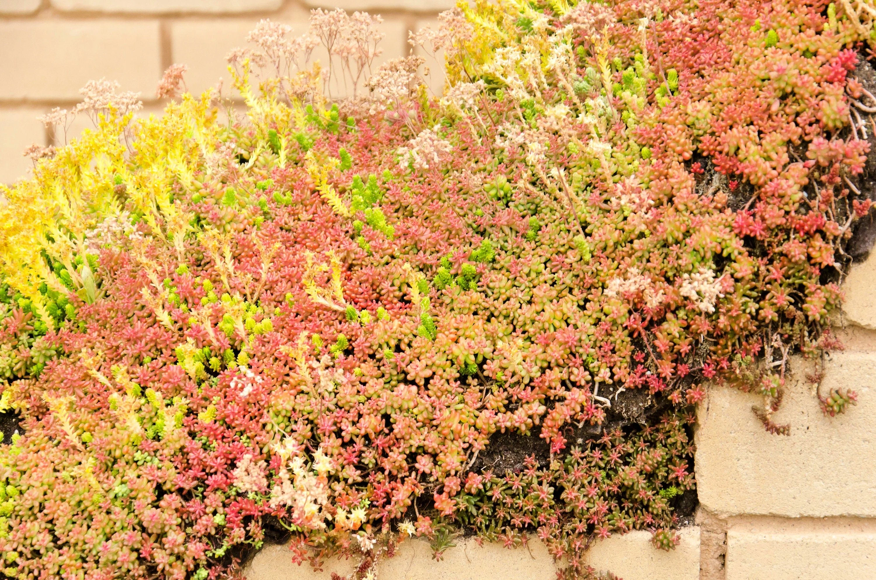 150 MIXED SEDUM Stonecrop Succulent Groundcover Red White Yellow Pink Purple Flower Seeds - Image 4