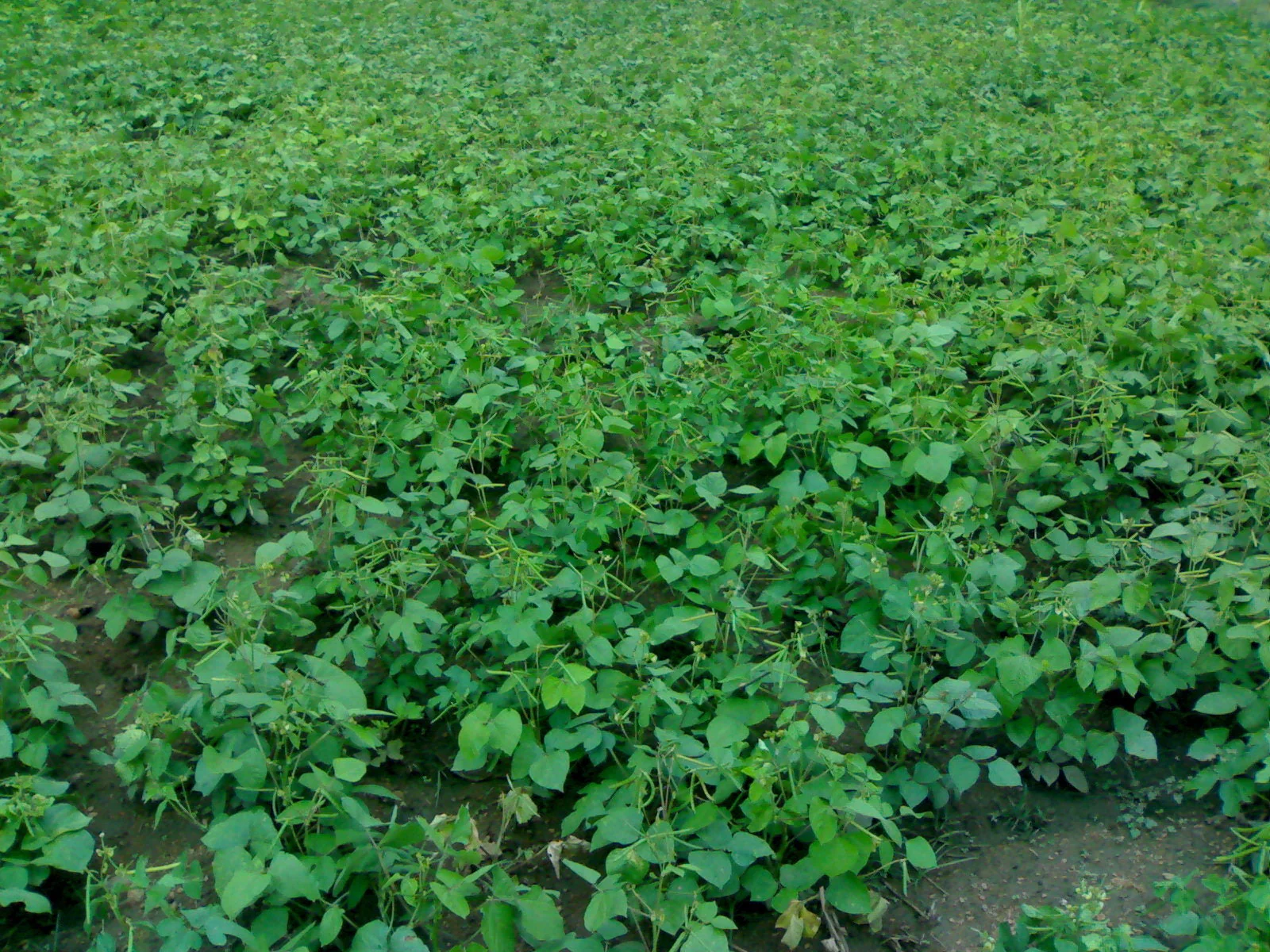 150 MUNG BEAN Moong Sprouts Golden Gram Green Vigna Radiata Vegetable Seeds - Image 4