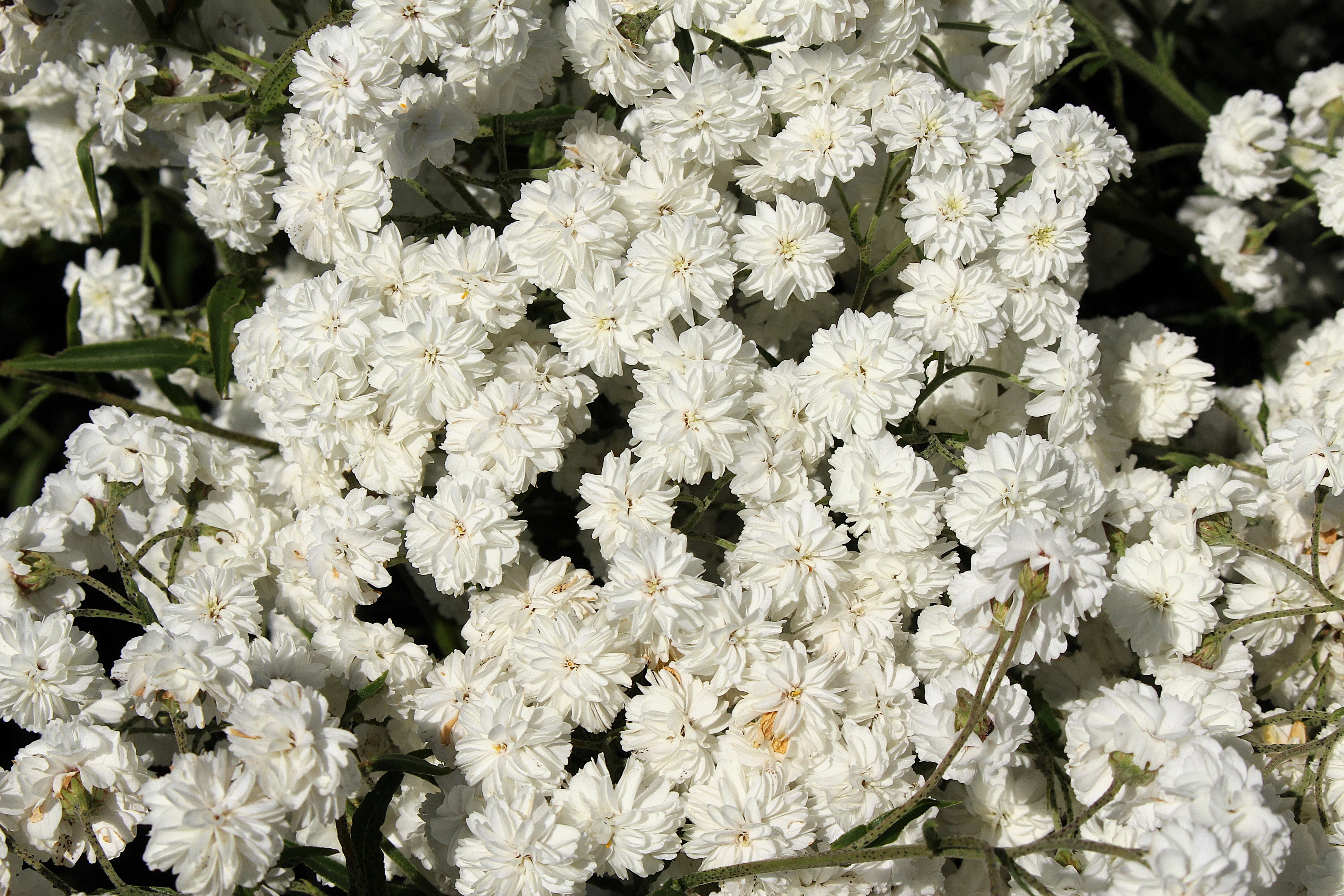 150 PEARL YARROW White Double Achillea Ptarmica Herb Flower Seeds - Image 4