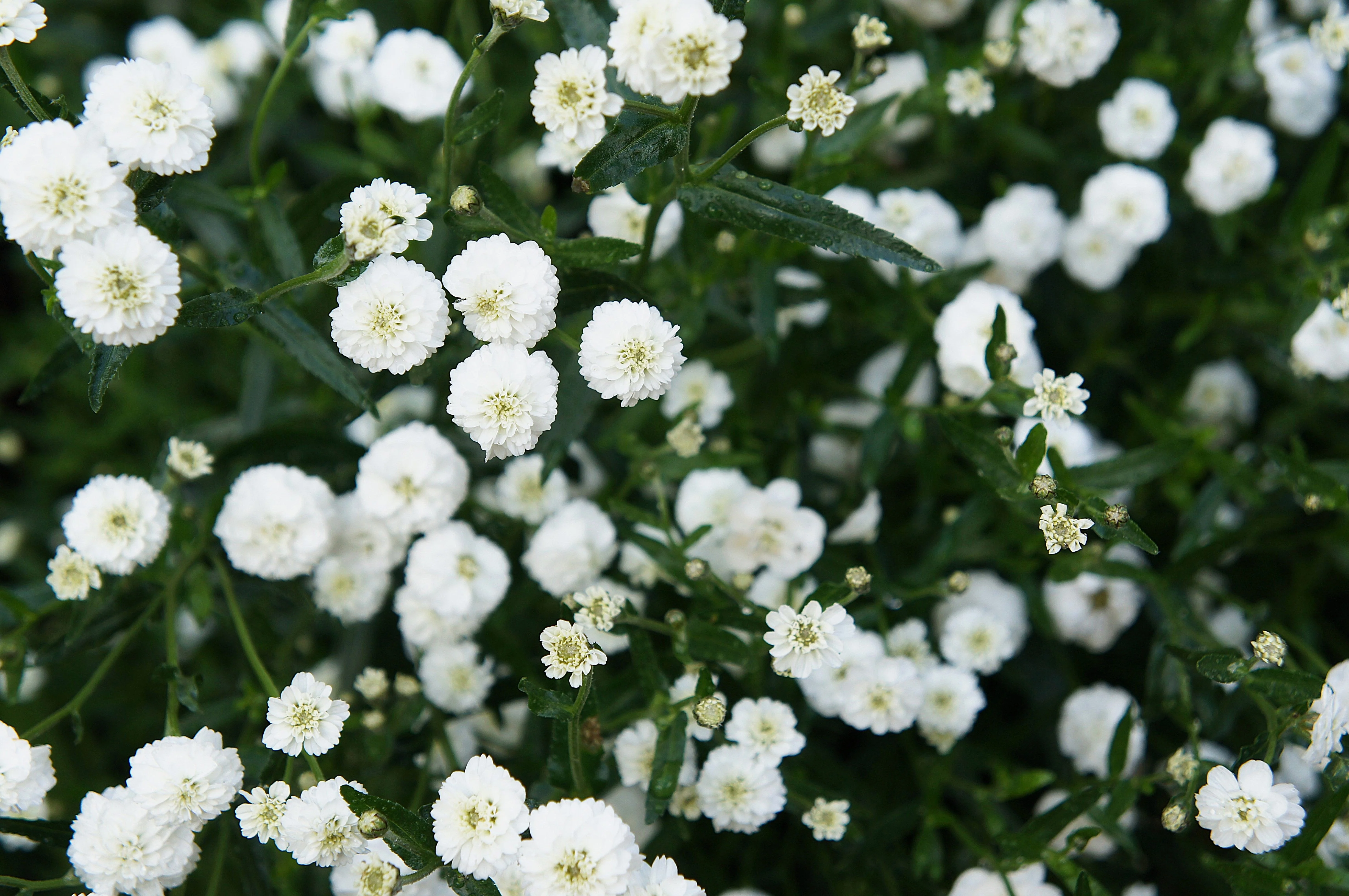 150 PEARL YARROW White Double Achillea Ptarmica Herb Flower Seeds - Image 6