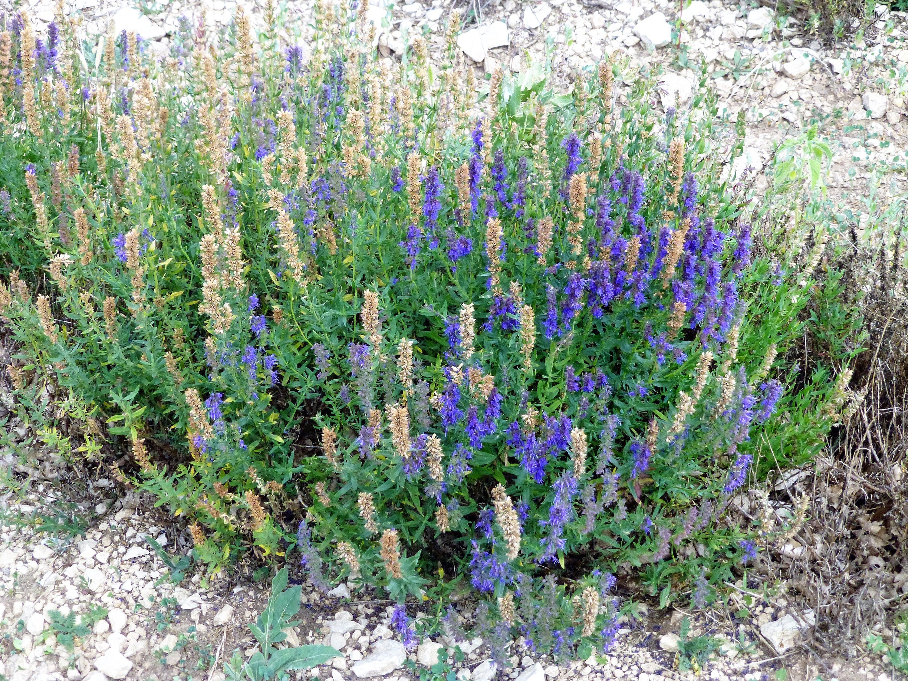 150 Portuguese SPIKE LAVENDER Lavandula Latifolia syn. Spica Broadleaved Fragrant Blue Purple Flower Herb Seeds - Image 6