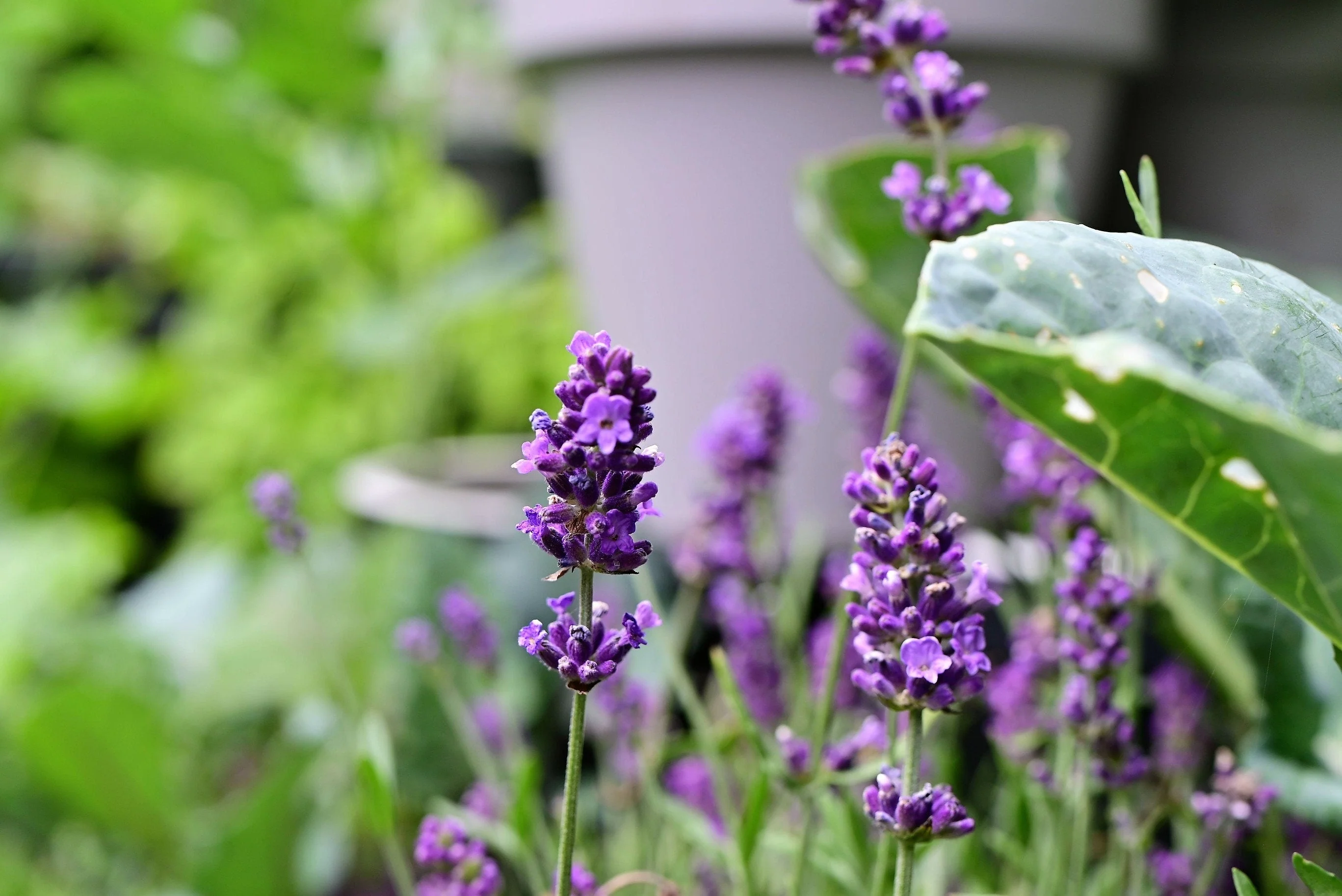 150 Portuguese SPIKE LAVENDER Lavandula Latifolia syn. Spica Broadleaved Fragrant Blue Purple Flower Herb Seeds - Image 9