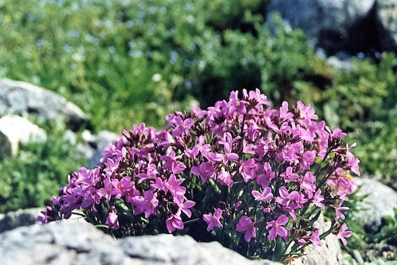 150 SPRING CHARM ROCKCRESS Rose Rock Cress Arabis Arendsii Flower Mix Seeds - Image 2