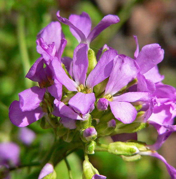 150 SPRING CHARM ROCKCRESS Rose Rock Cress Arabis Arendsii Flower Mix Seeds - Image 4