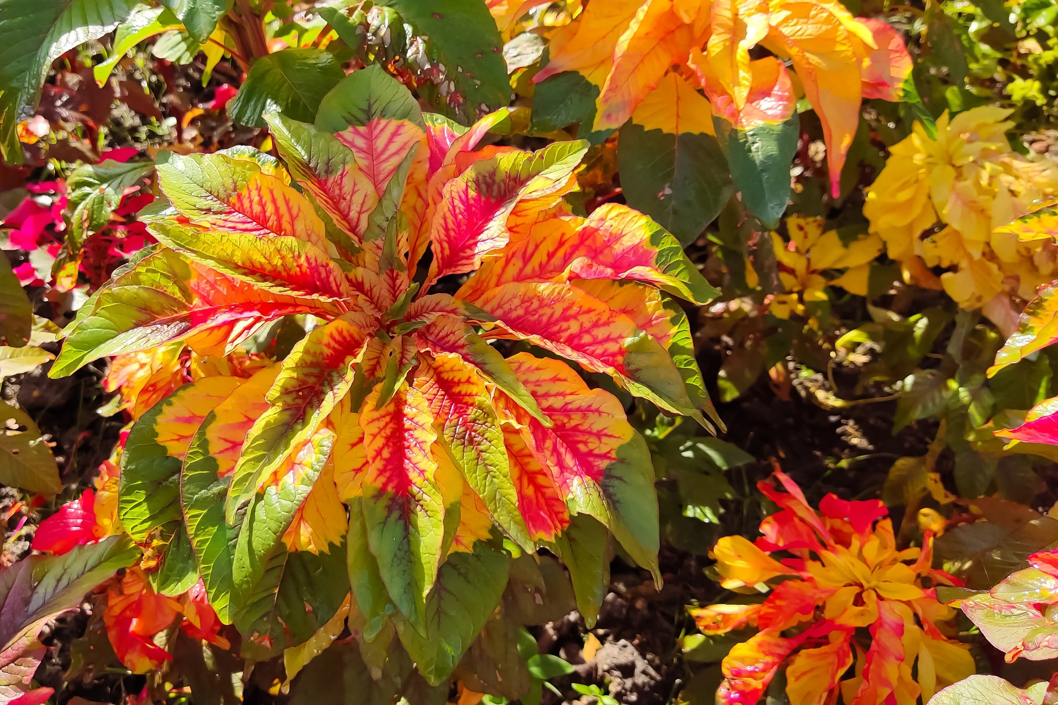 150 TRICOLOR AMARANTHUS PERFECTA Summer Poinsettia Amaranth Flower Seeds - Image 5