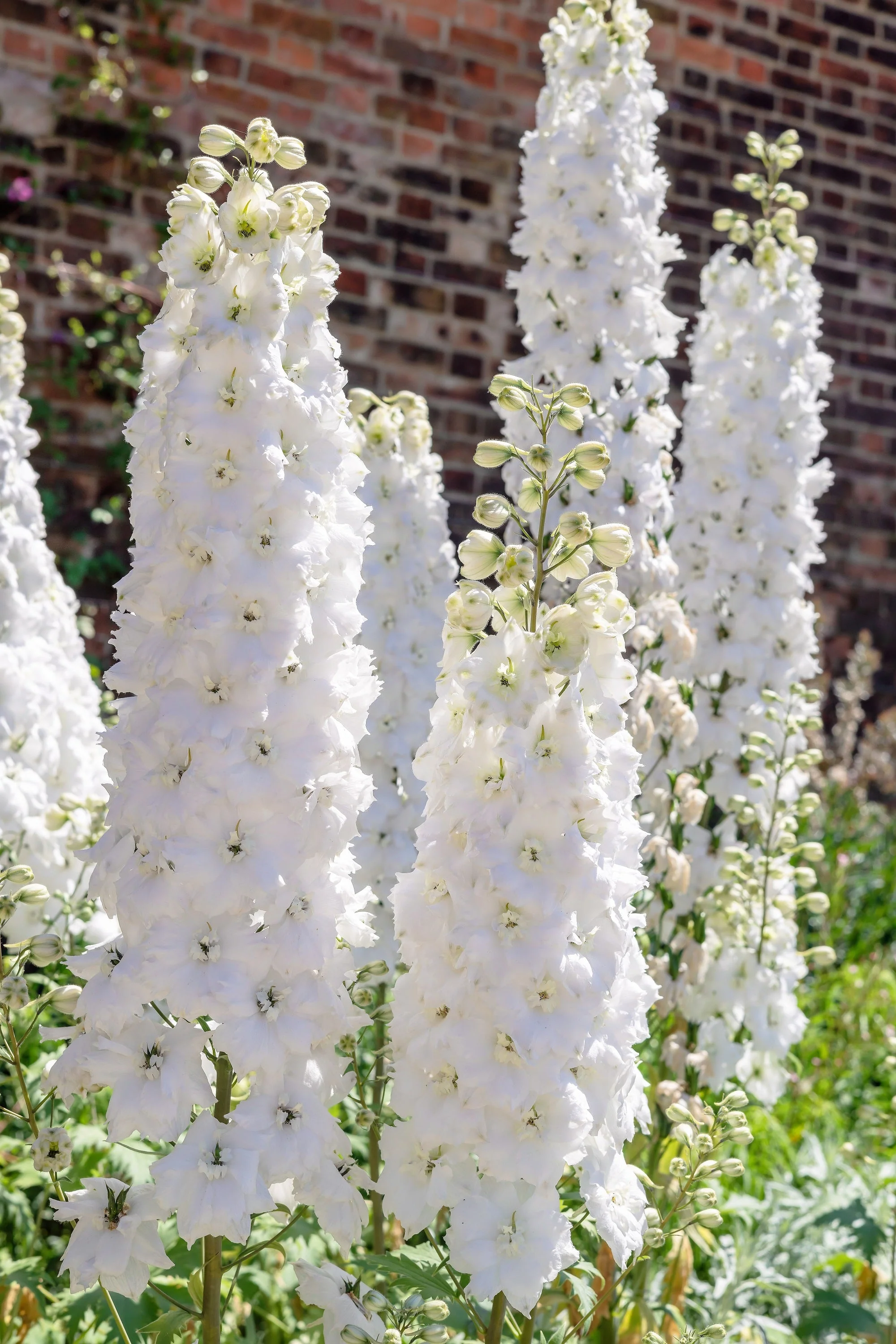 150 WHITE KING LARKSPUR Delphinium Consolida Giant Imperial Flower Seeds - Image 3