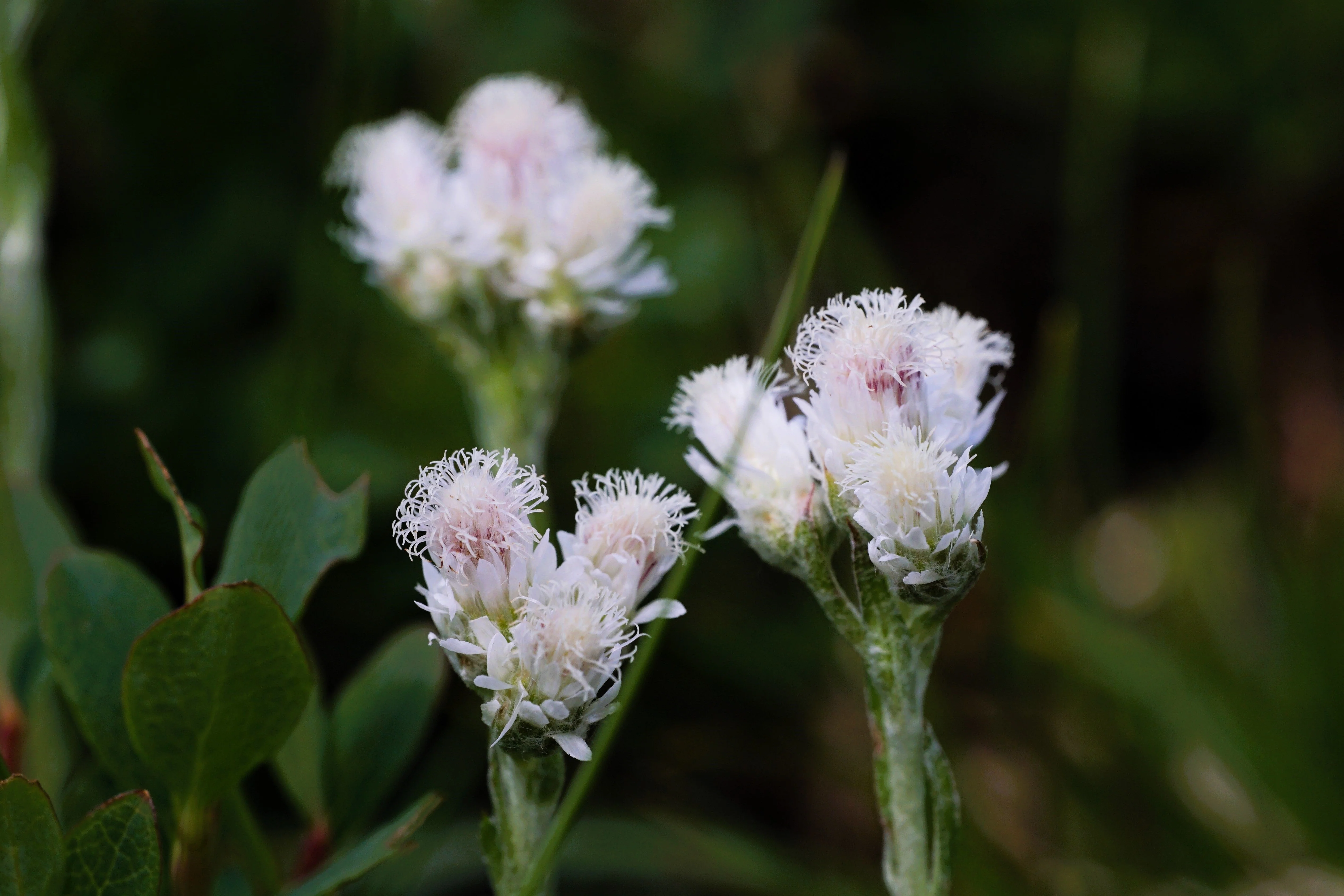 150 White PUSSYTOES Cats Paws Antennaria Flower Seeds - Image 4