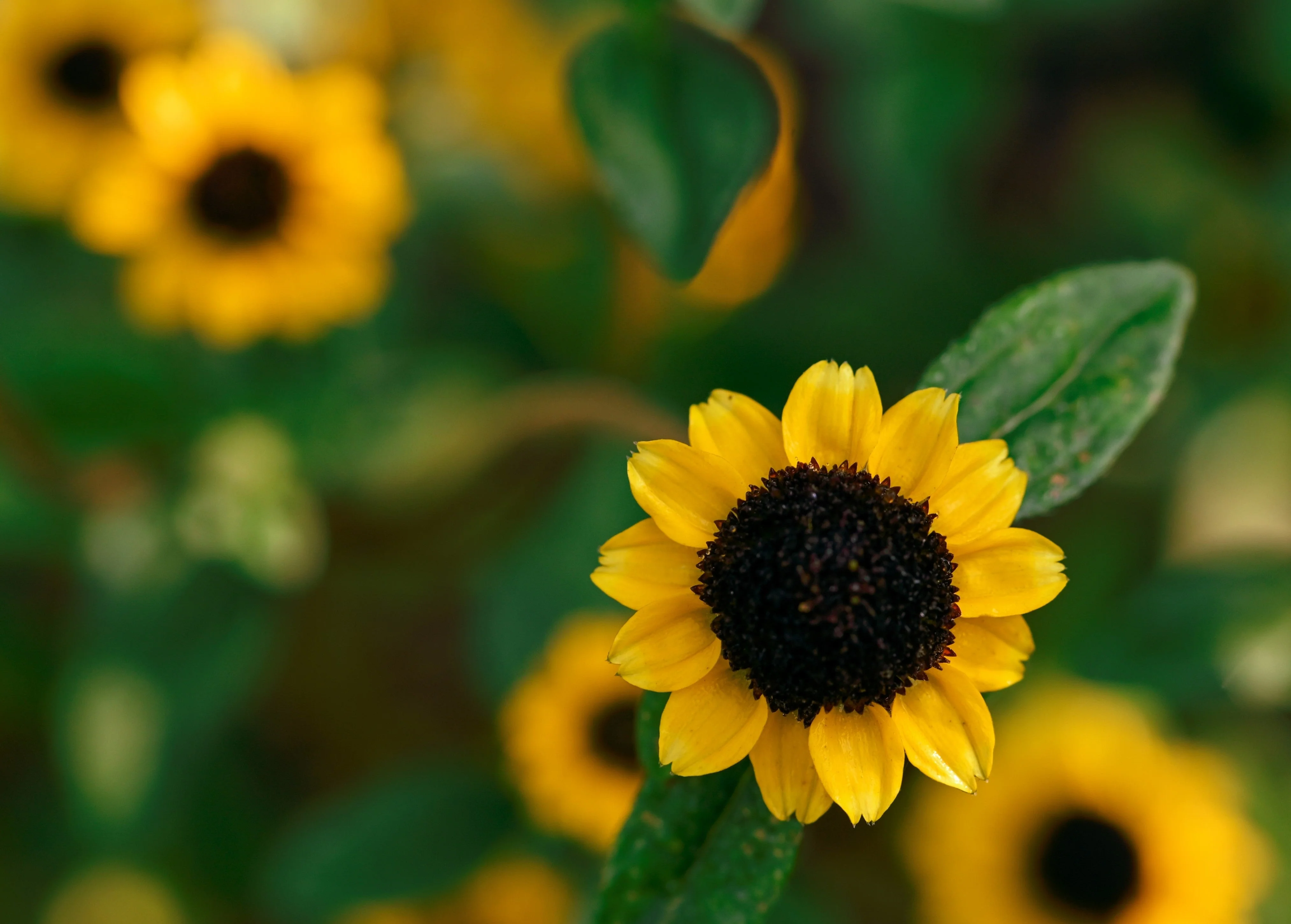 150 YELLOW CREEPING ZINNIA Sanvitalia Procumbens Seeds - Image 3