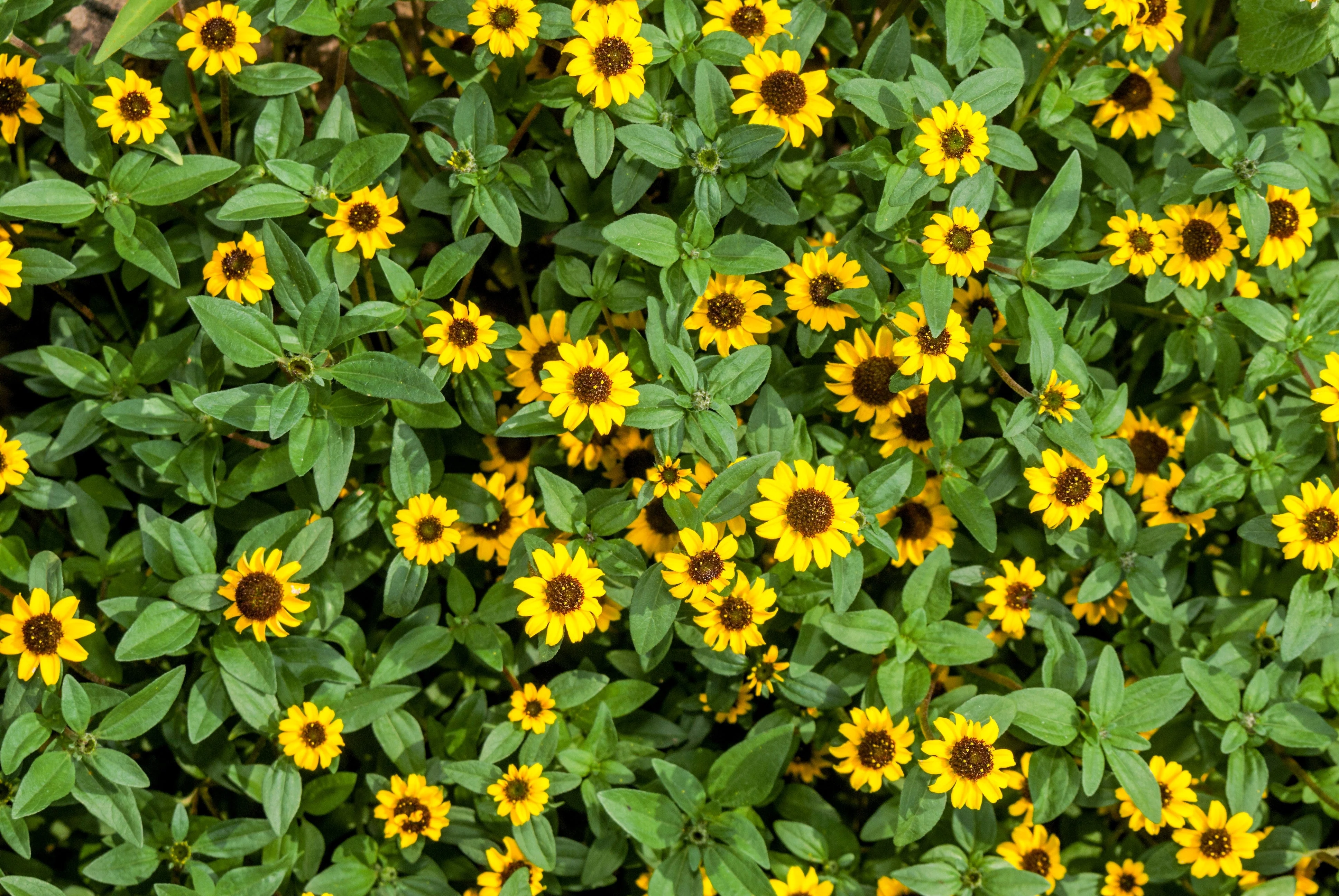 150 YELLOW CREEPING ZINNIA Sanvitalia Procumbens Seeds - Image 6