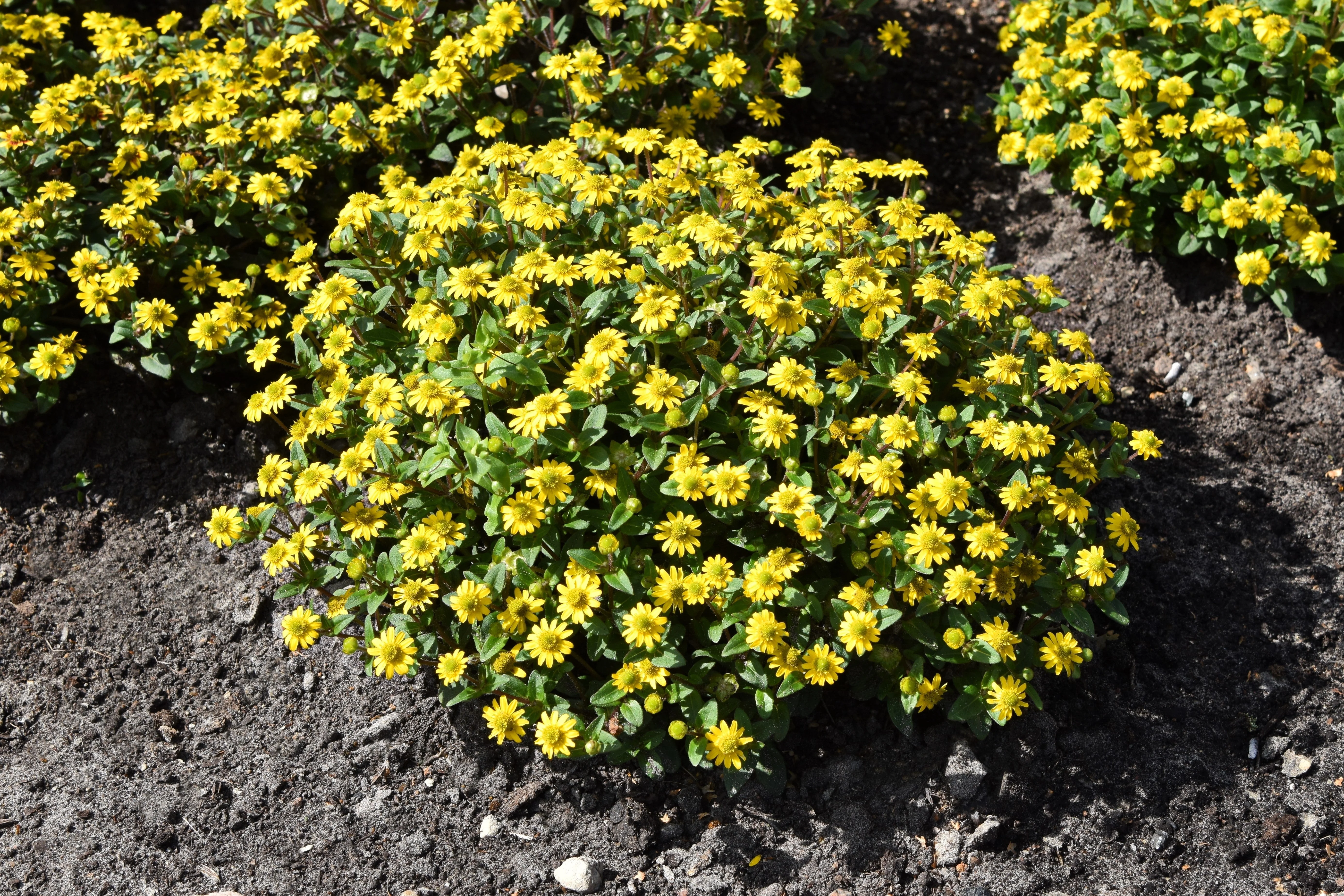 150 YELLOW CREEPING ZINNIA Sanvitalia Procumbens Seeds - Image 9