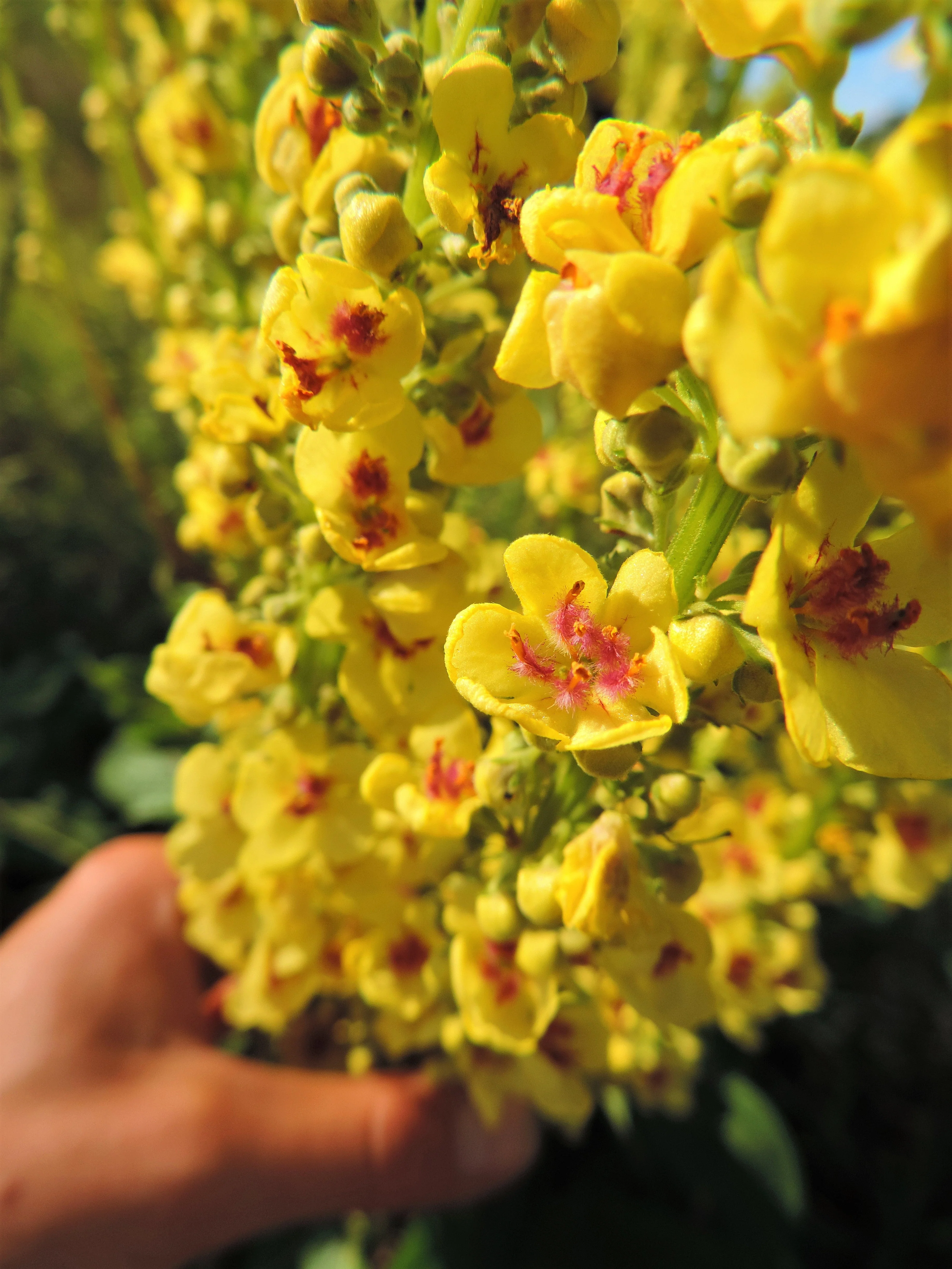 150 YELLOW VERBASCUM Thapsus Common Mullein Flower Herb Seeds - Image 3
