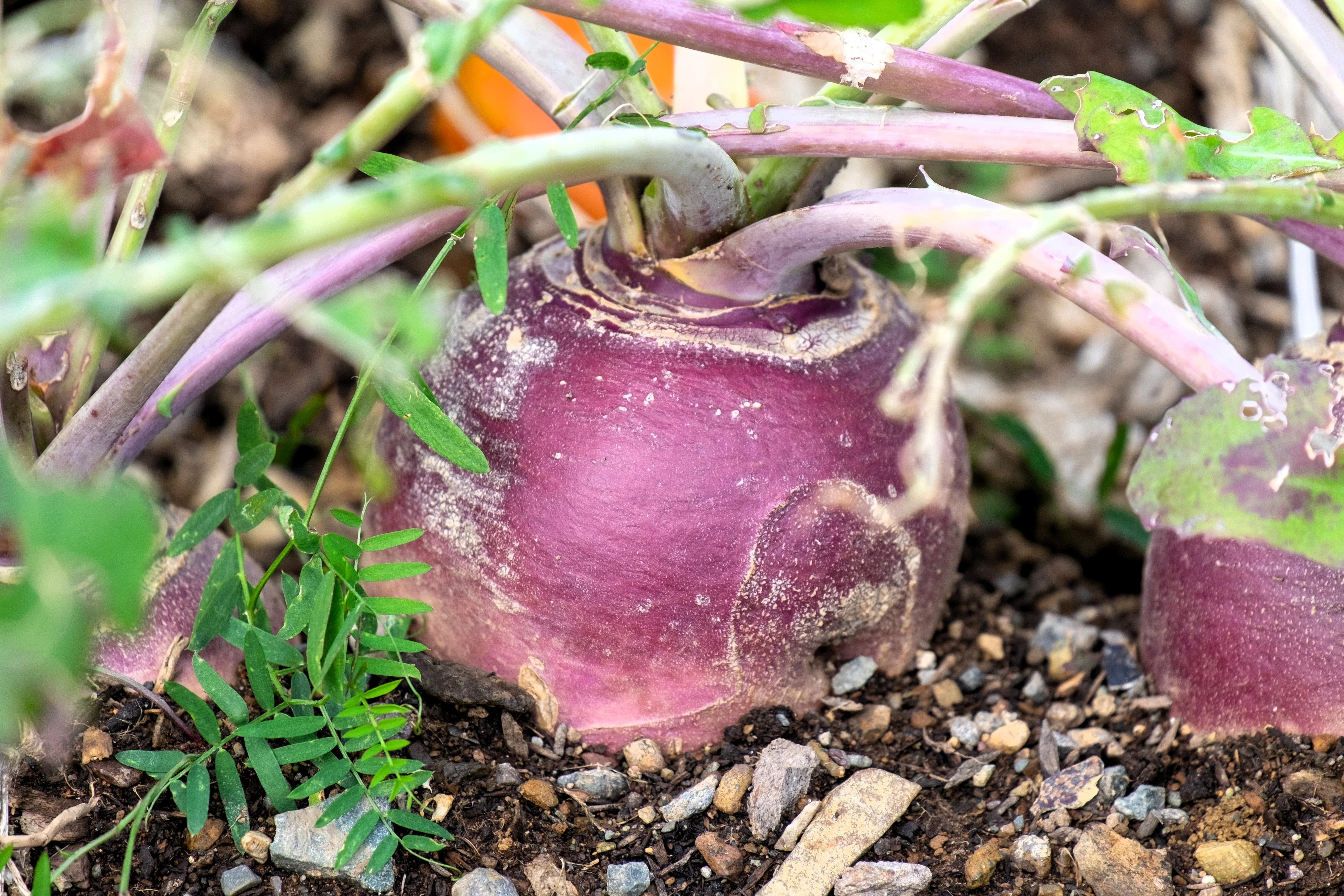 1500 American PURPLE TOP RUTABAGA Brassica Napus Root Vegetable & Greens Seeds - Image 2