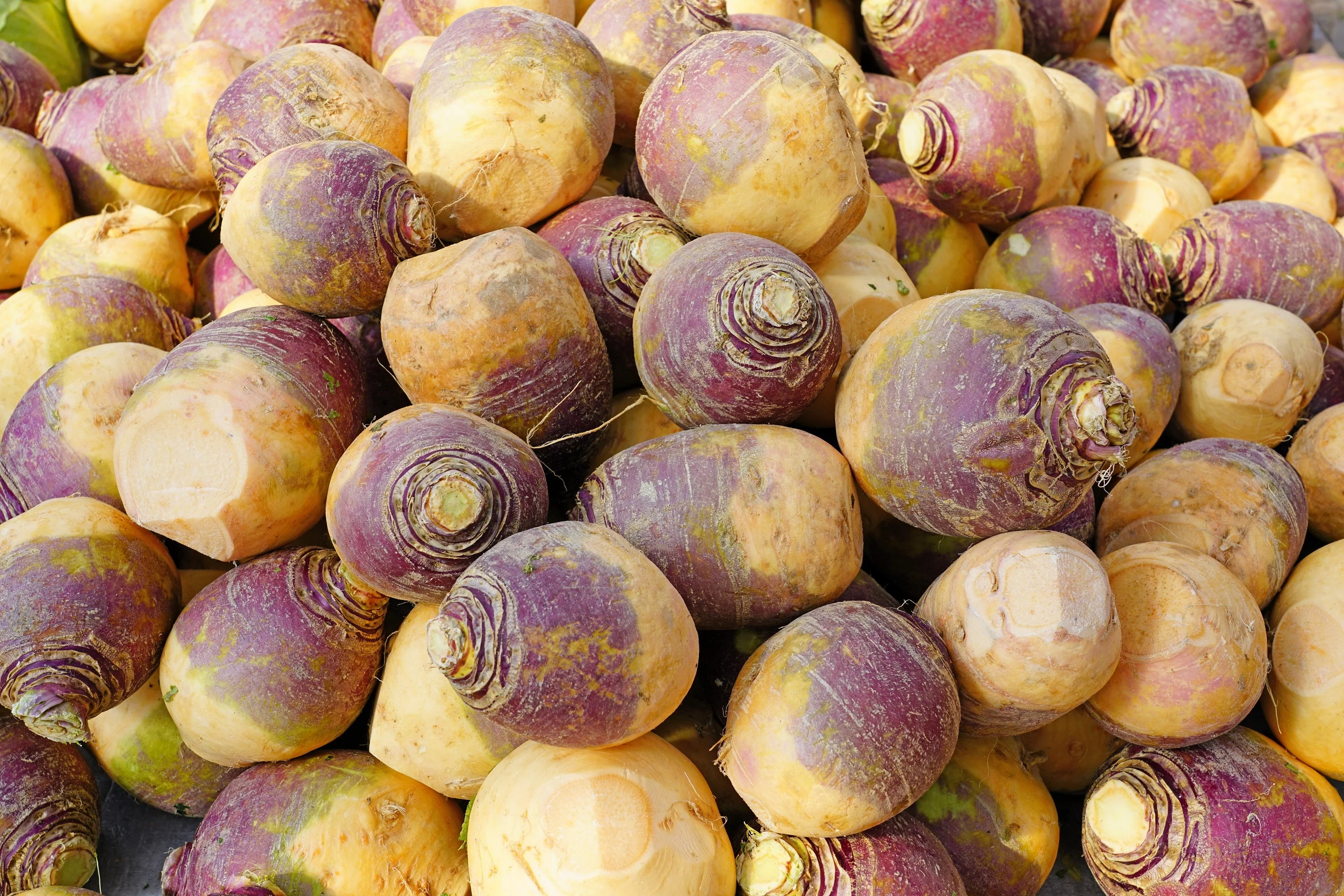 1500 American PURPLE TOP RUTABAGA Brassica Napus Root Vegetable & Greens Seeds - Image 7