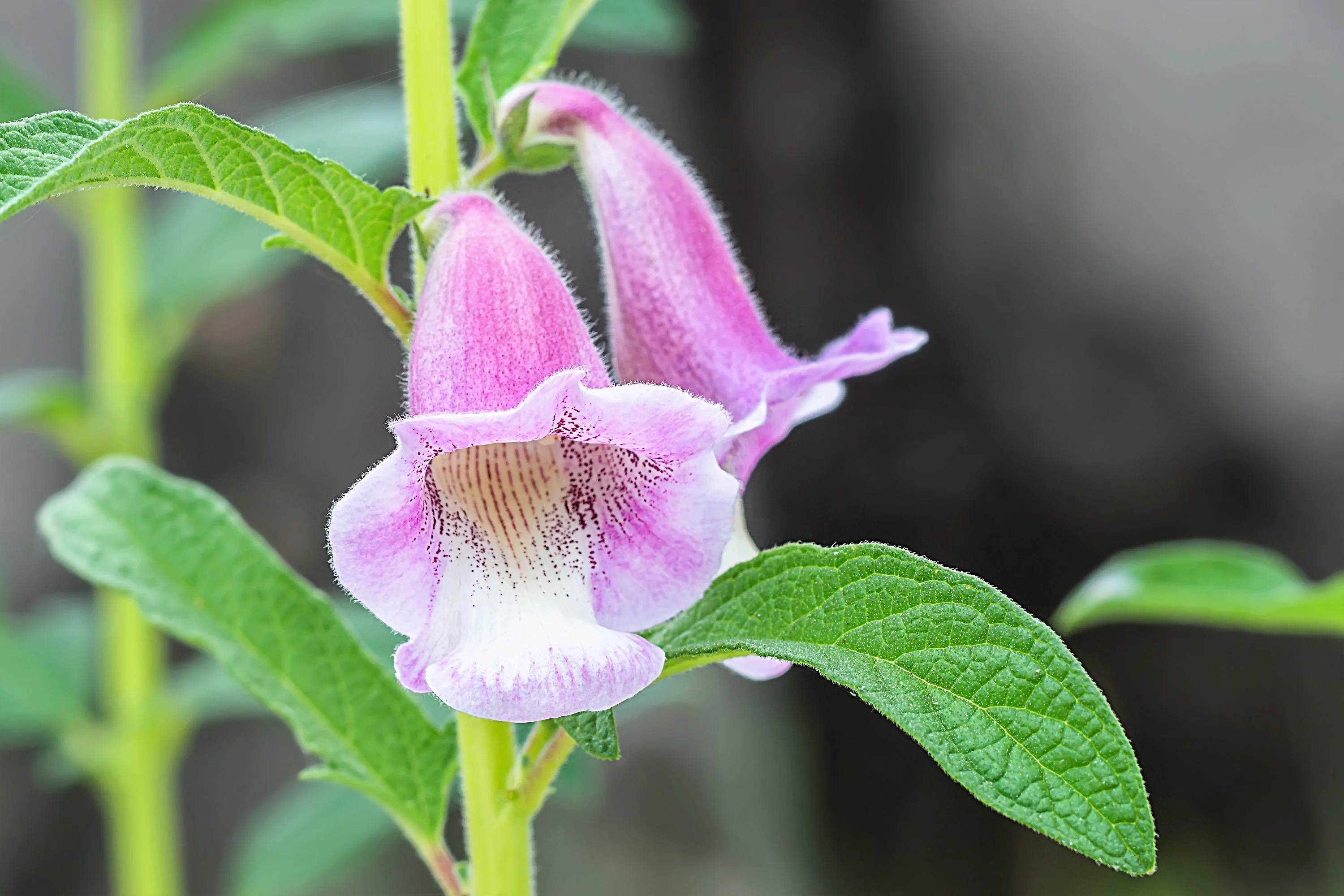 1500 BLACK SESAME Sesamum Indicum Vegetable Flower Seeds - Image 2