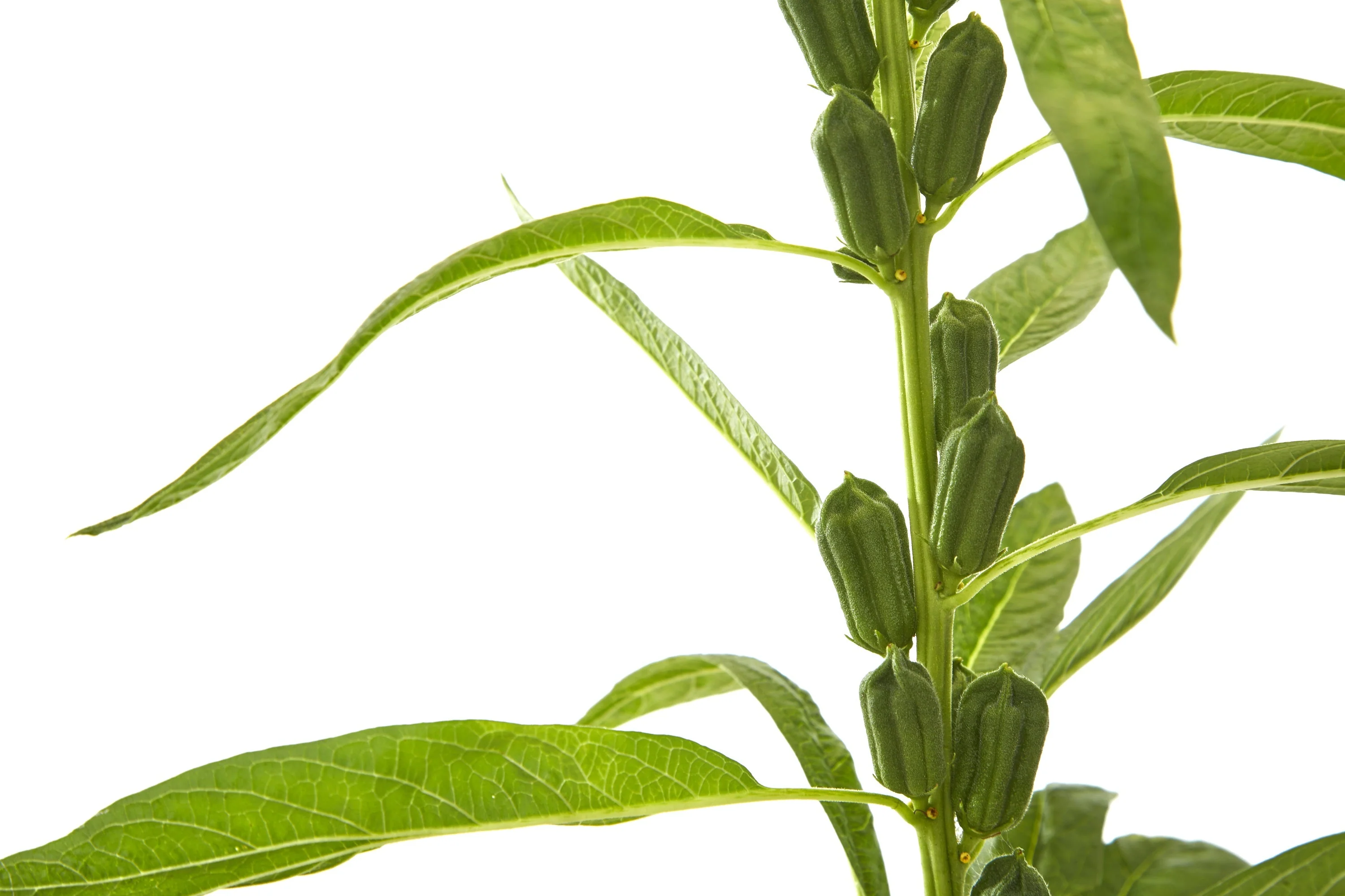 1500 BLACK SESAME Sesamum Indicum Vegetable Flower Seeds - Image 4