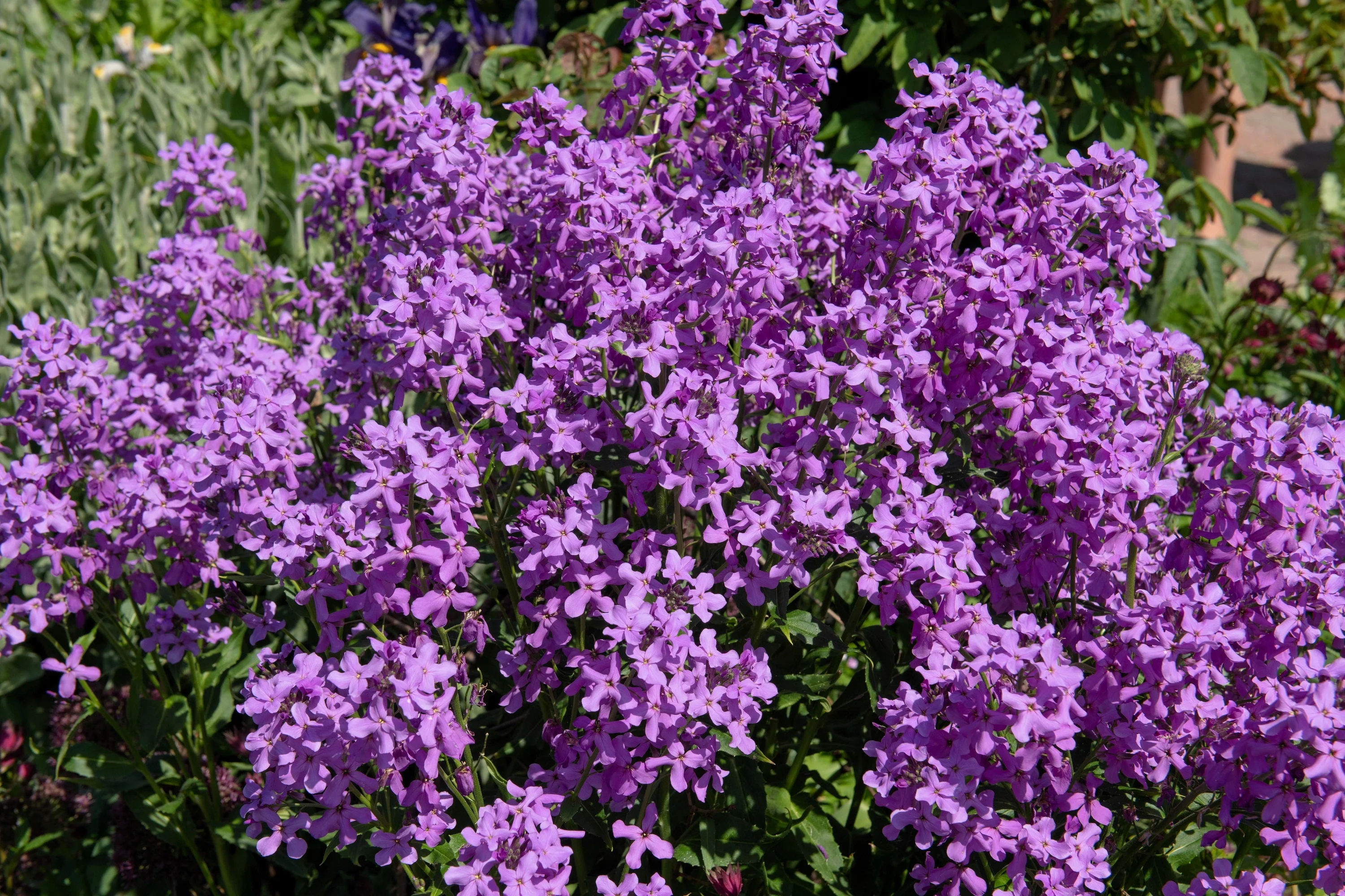1500 DAMES ROCKET (Danask Violet) Hesperis Matronalis Dame's Purple Flower Seeds - Image 8