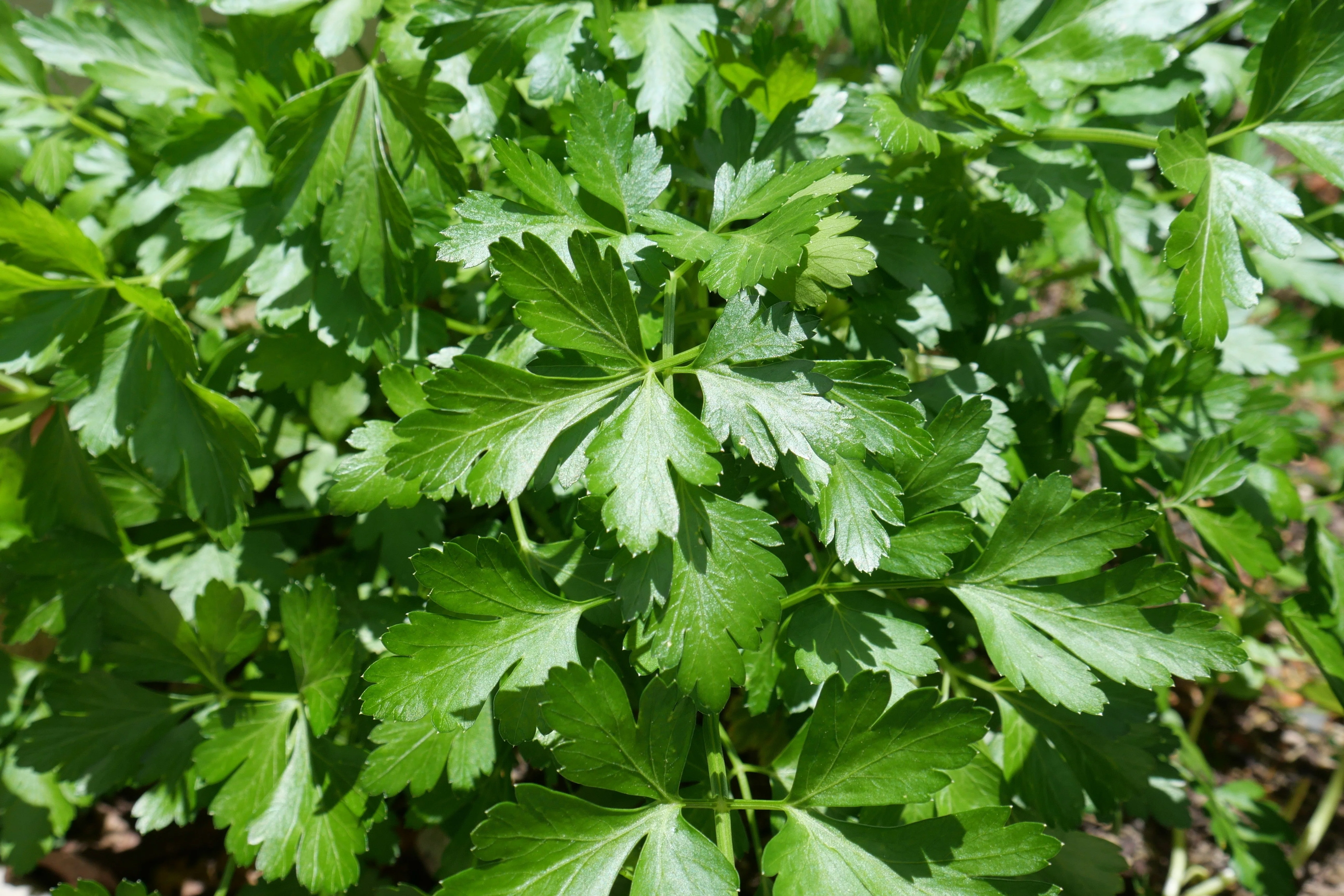 1500 FLAT LEAF PARSLEY Seeds Petroselinum Crispum Plain Single Italian Parsley Seeds - Image 2