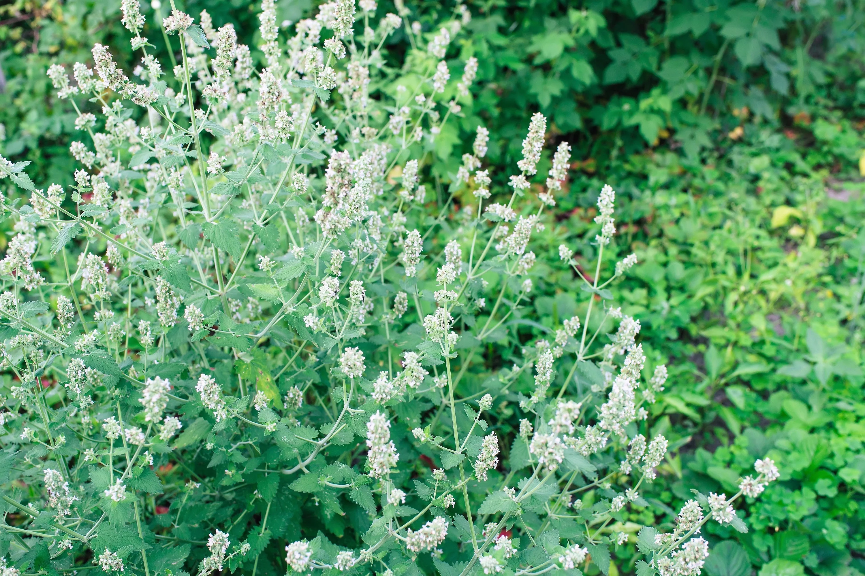 1500 LEMON BALM Melissa Officinalis Lemonbalm Fragrant Herb / Flower Seeds - Image 6