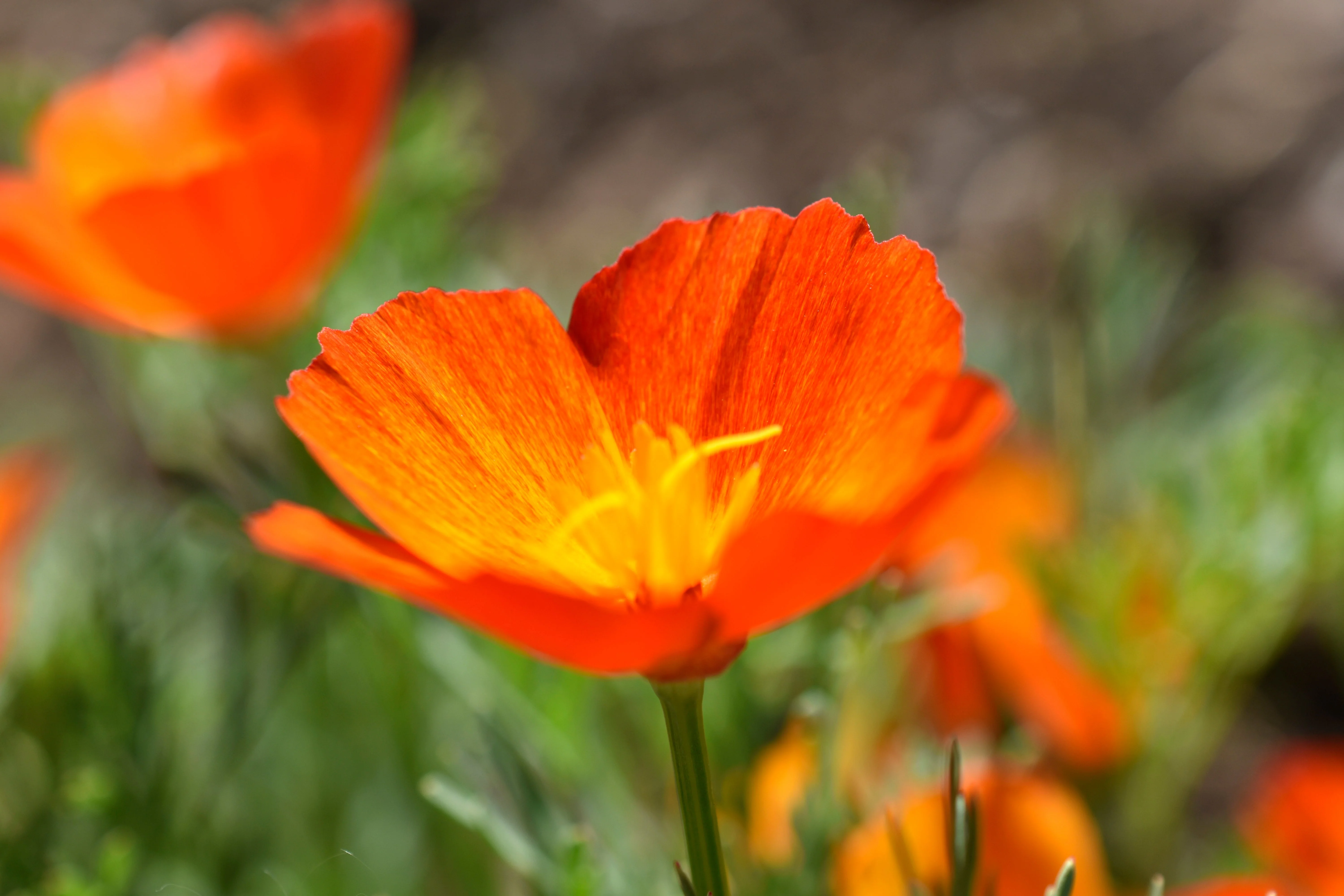 1500 MIKADO POPPY Red Orange California Poppy Flower Eschscholzia Californica Seeds - Image 3