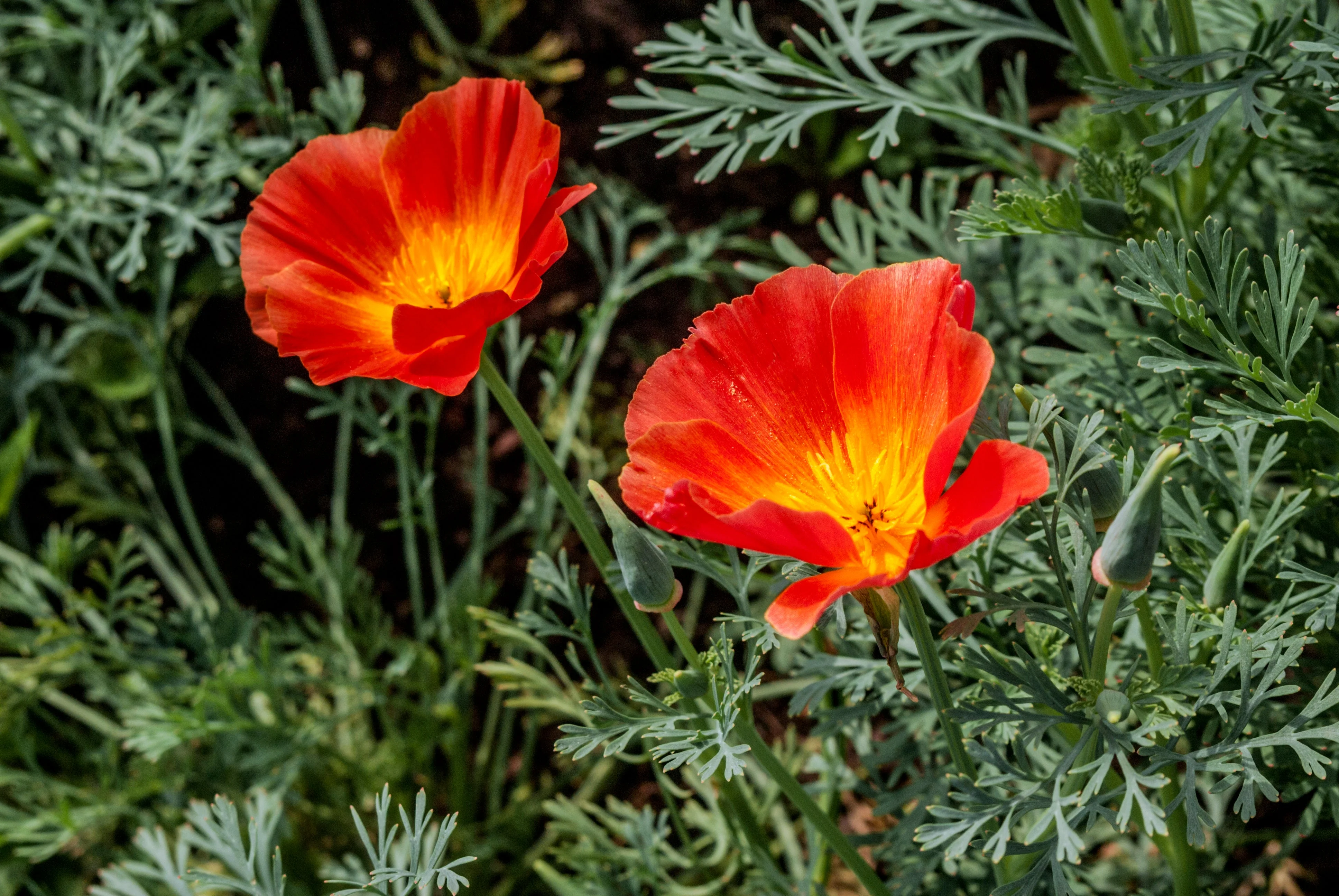 1500 MIKADO POPPY Red Orange California Poppy Flower Eschscholzia Californica Seeds - Image 8