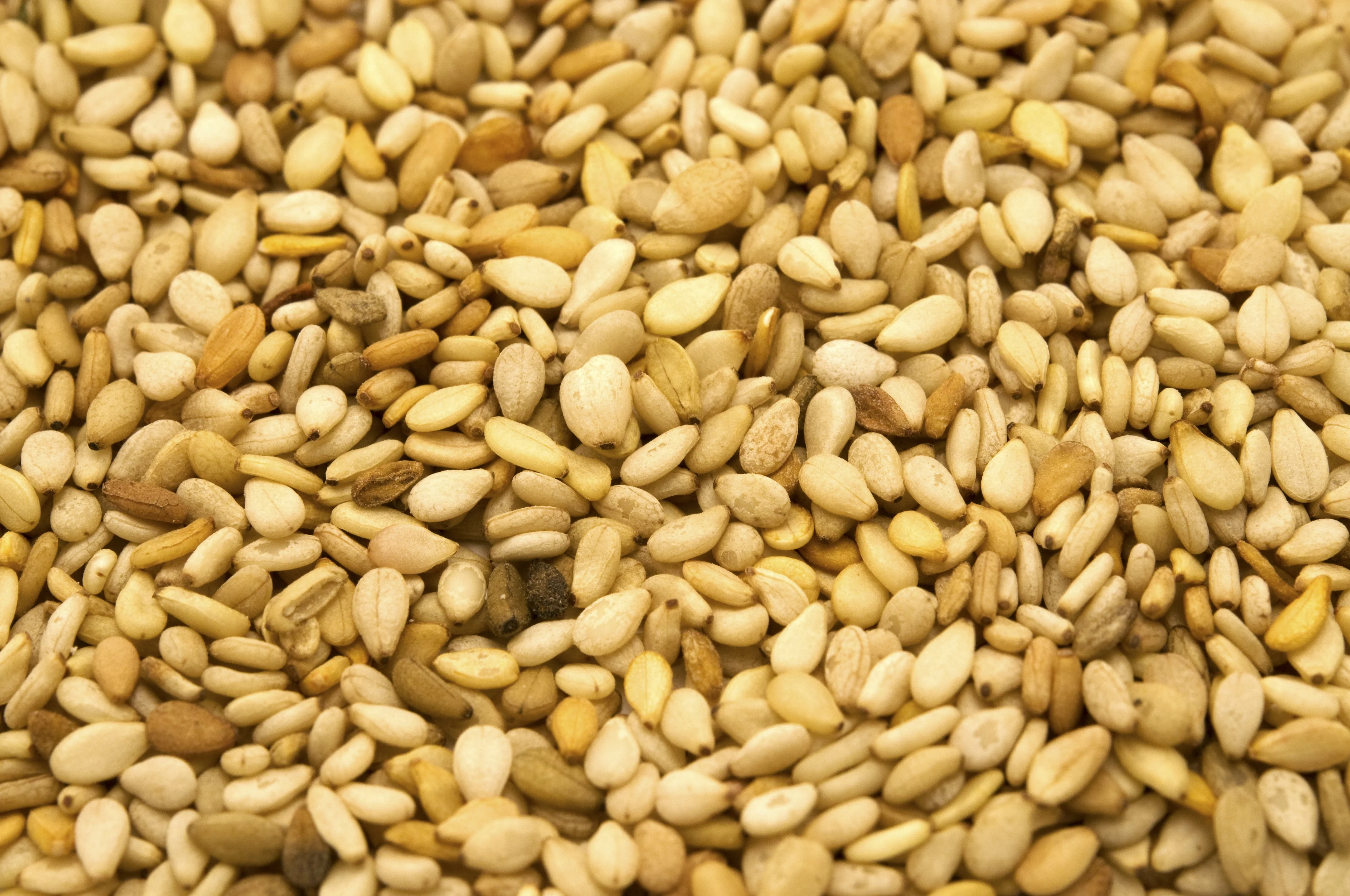 1500 Organic SESAME SEED Sesamum Indicum White Flower Vegetable Bread Seeds - Image 3