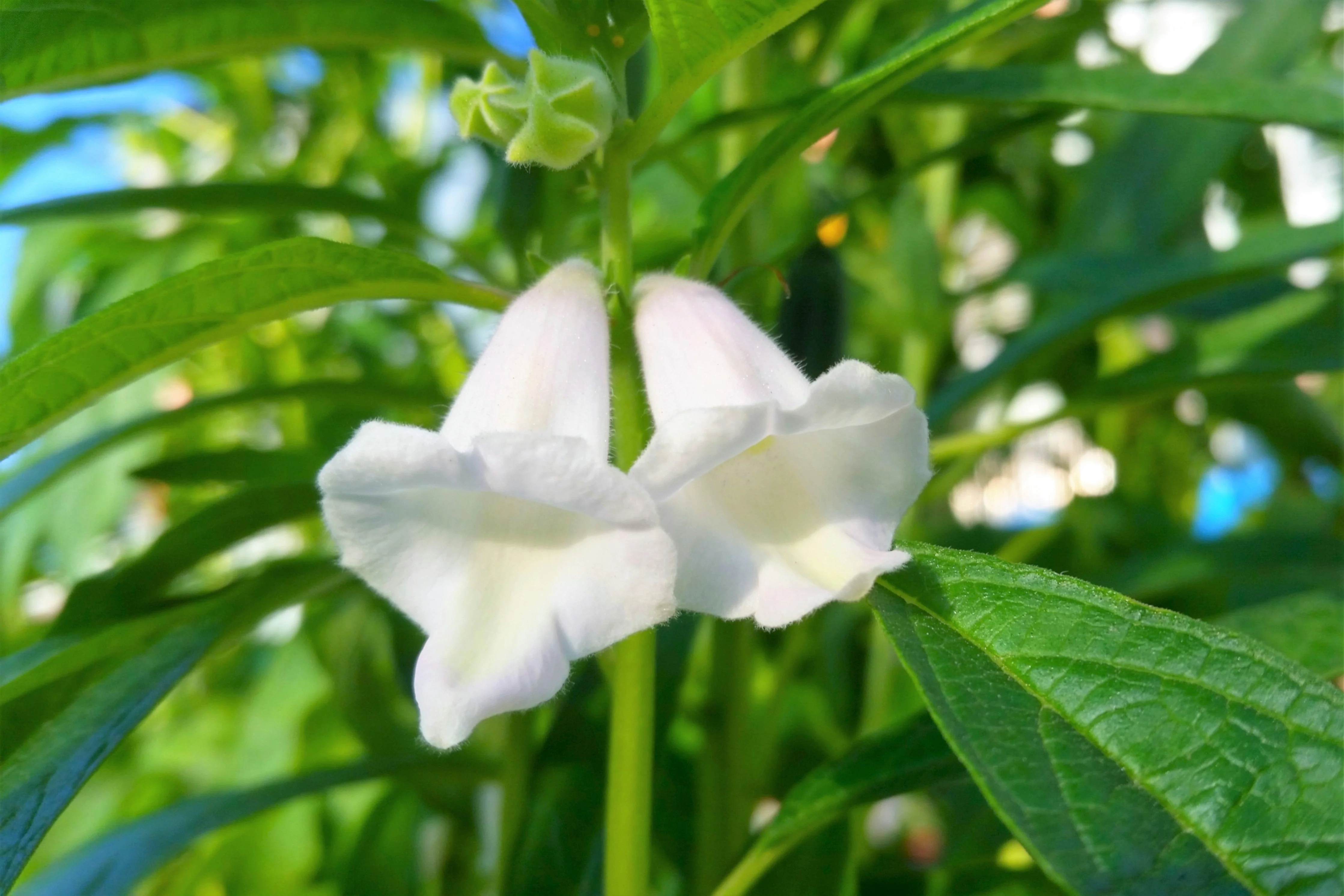 1500 Organic SESAME SEED Sesamum Indicum White Flower Vegetable Bread Seeds - Image 4