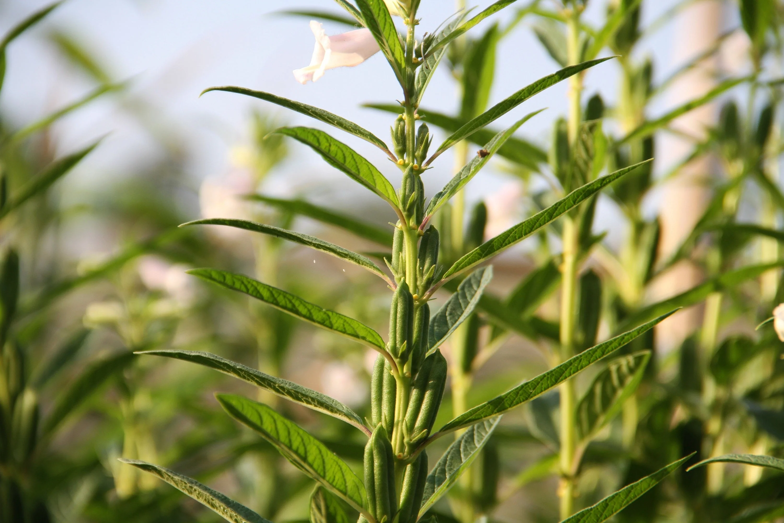 1500 Organic SESAME SEED Sesamum Indicum White Flower Vegetable Bread Seeds - Image 6
